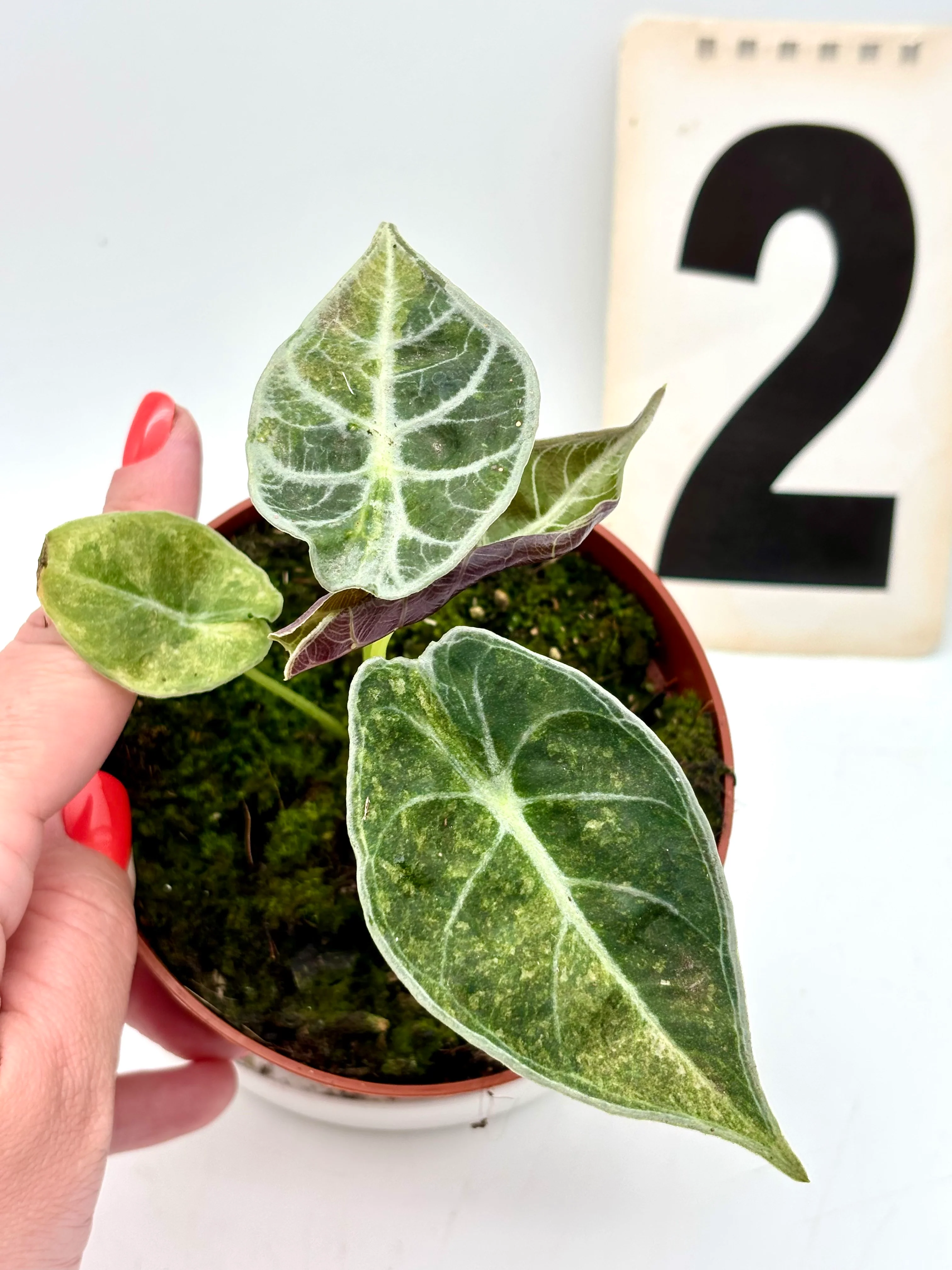 Alocasia Watsoniana Lightning Variegata - Image 2