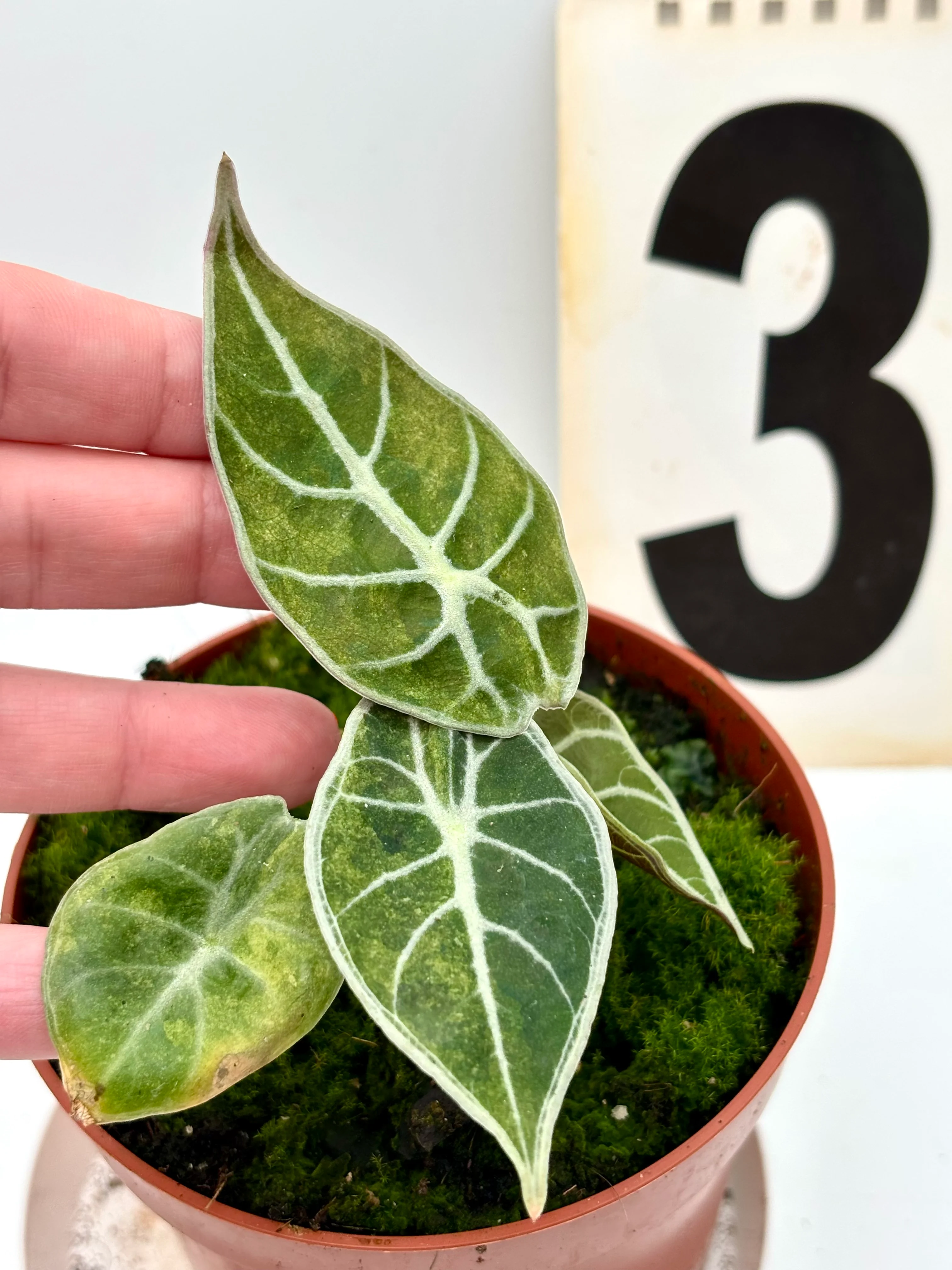 Alocasia Watsoniana Lightning Variegata - Image 3