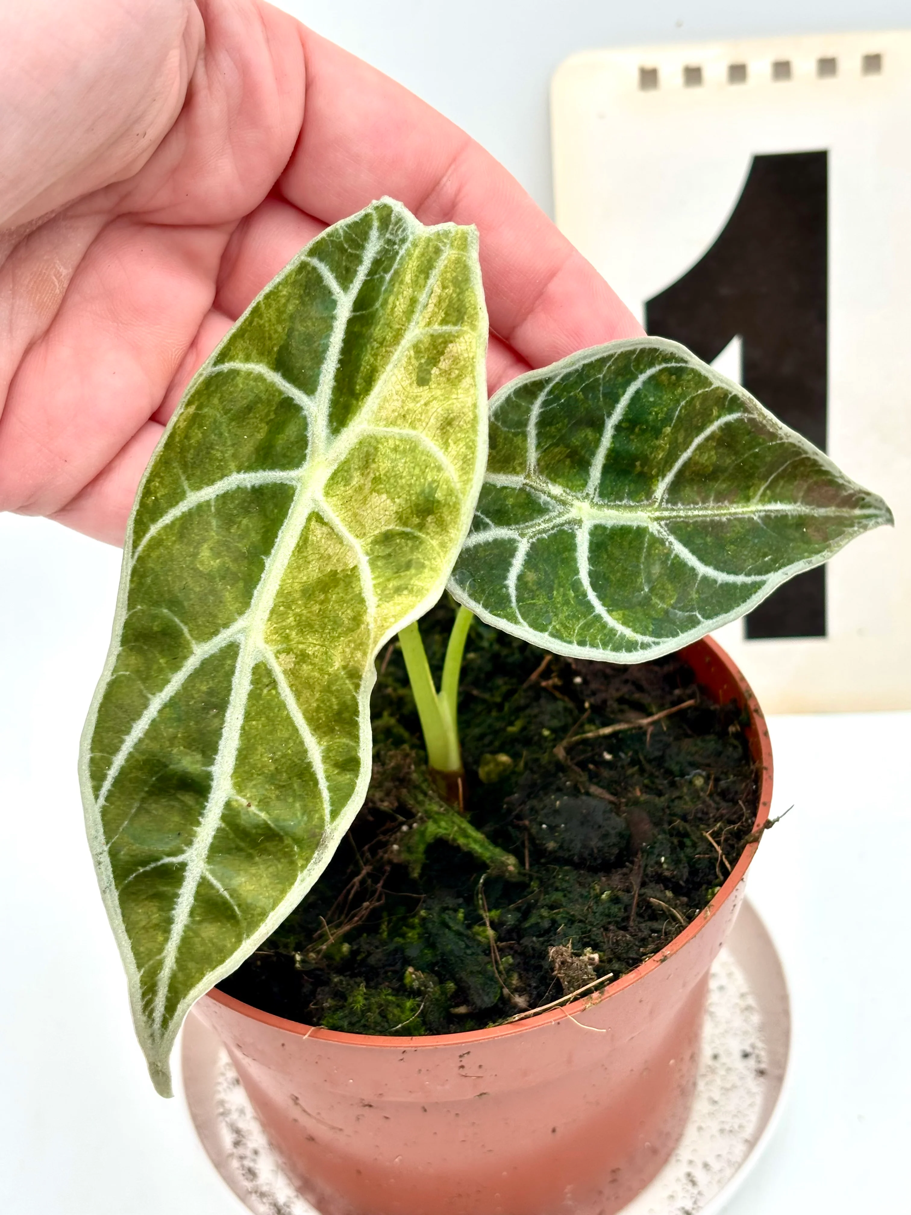 Alocasia Watsoniana Lightning Variegata - Image 4
