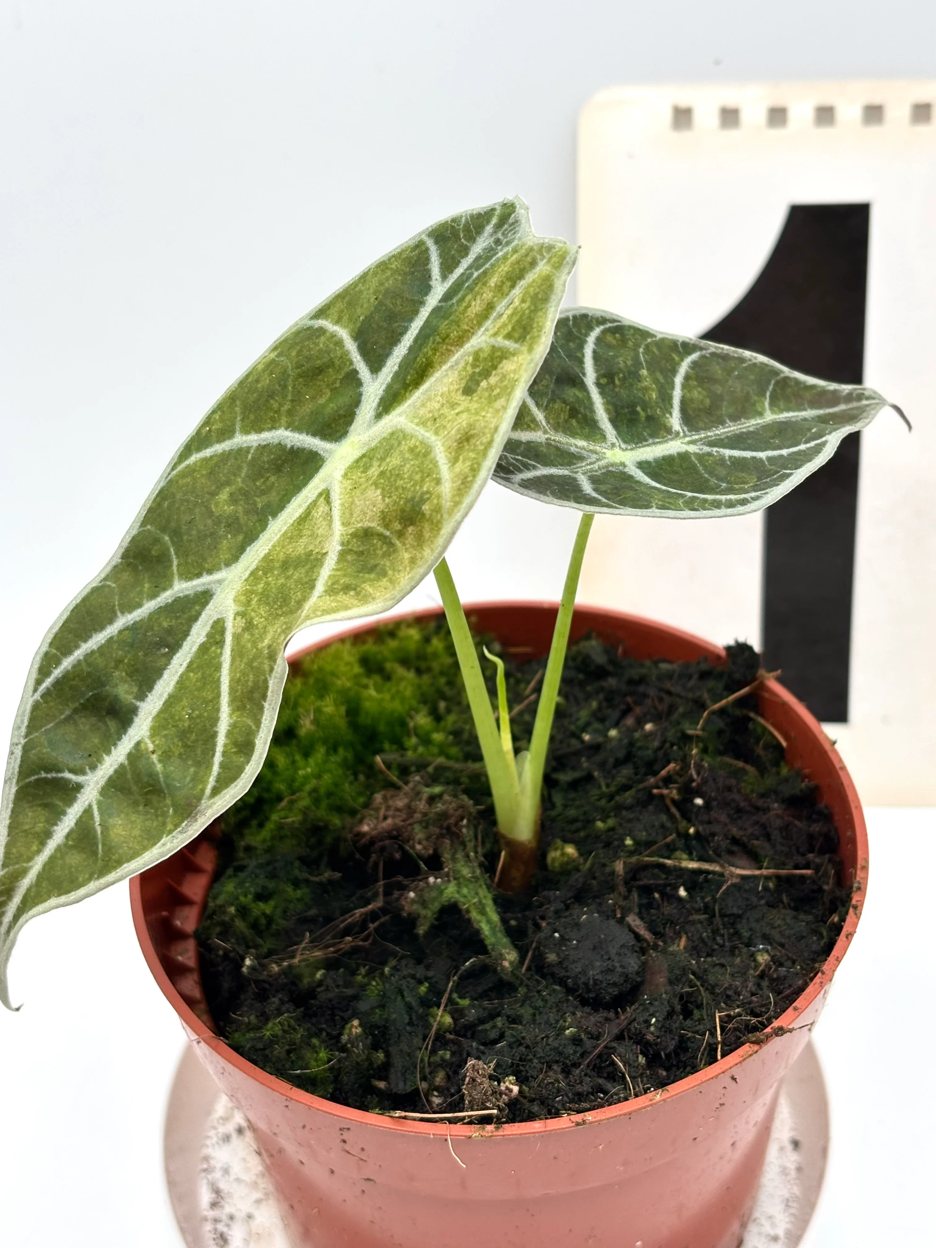 Alocasia Watsoniana Lightning Variegata - Image 5