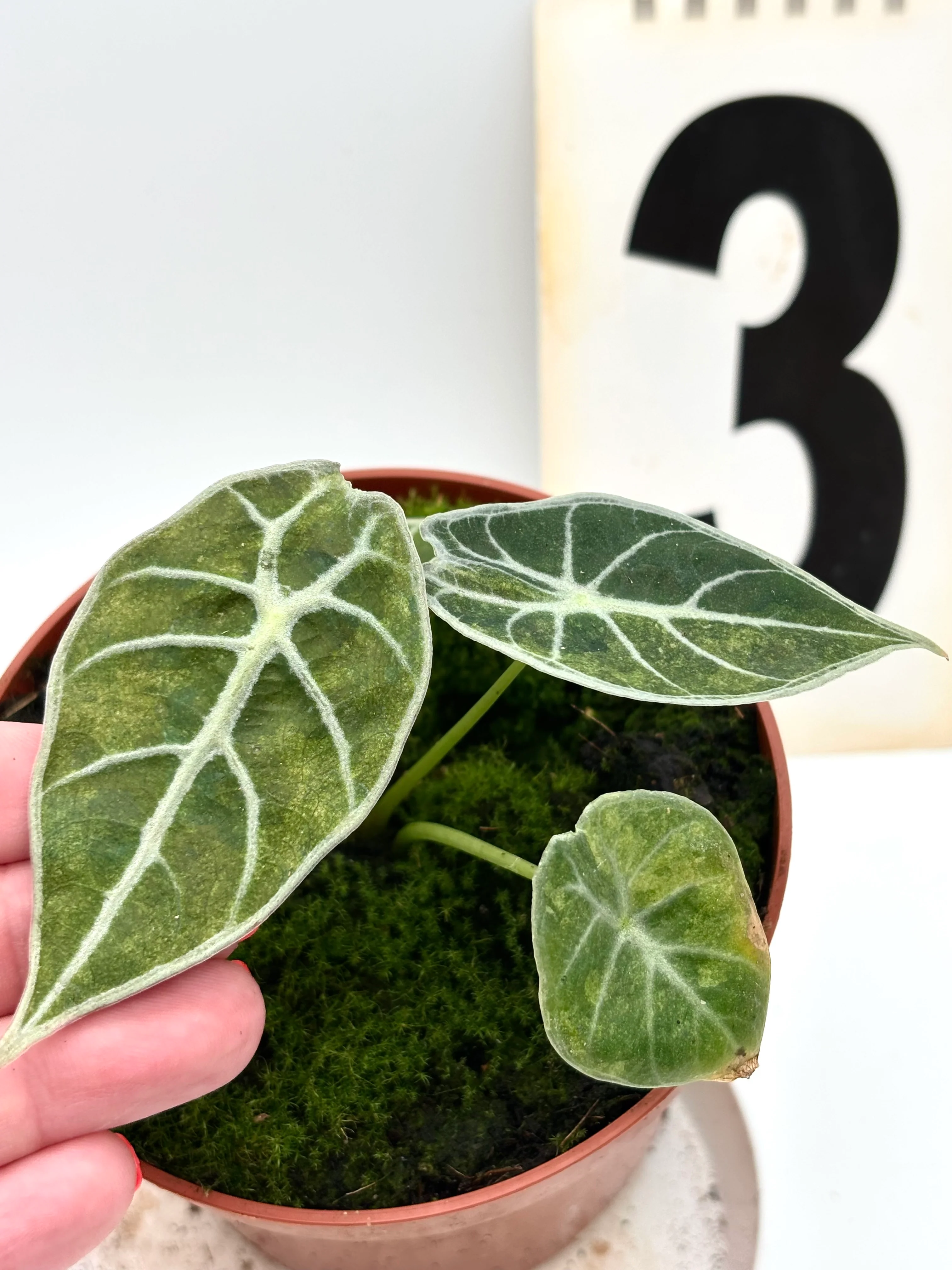 Alocasia Watsoniana Lightning Variegata - Image 6