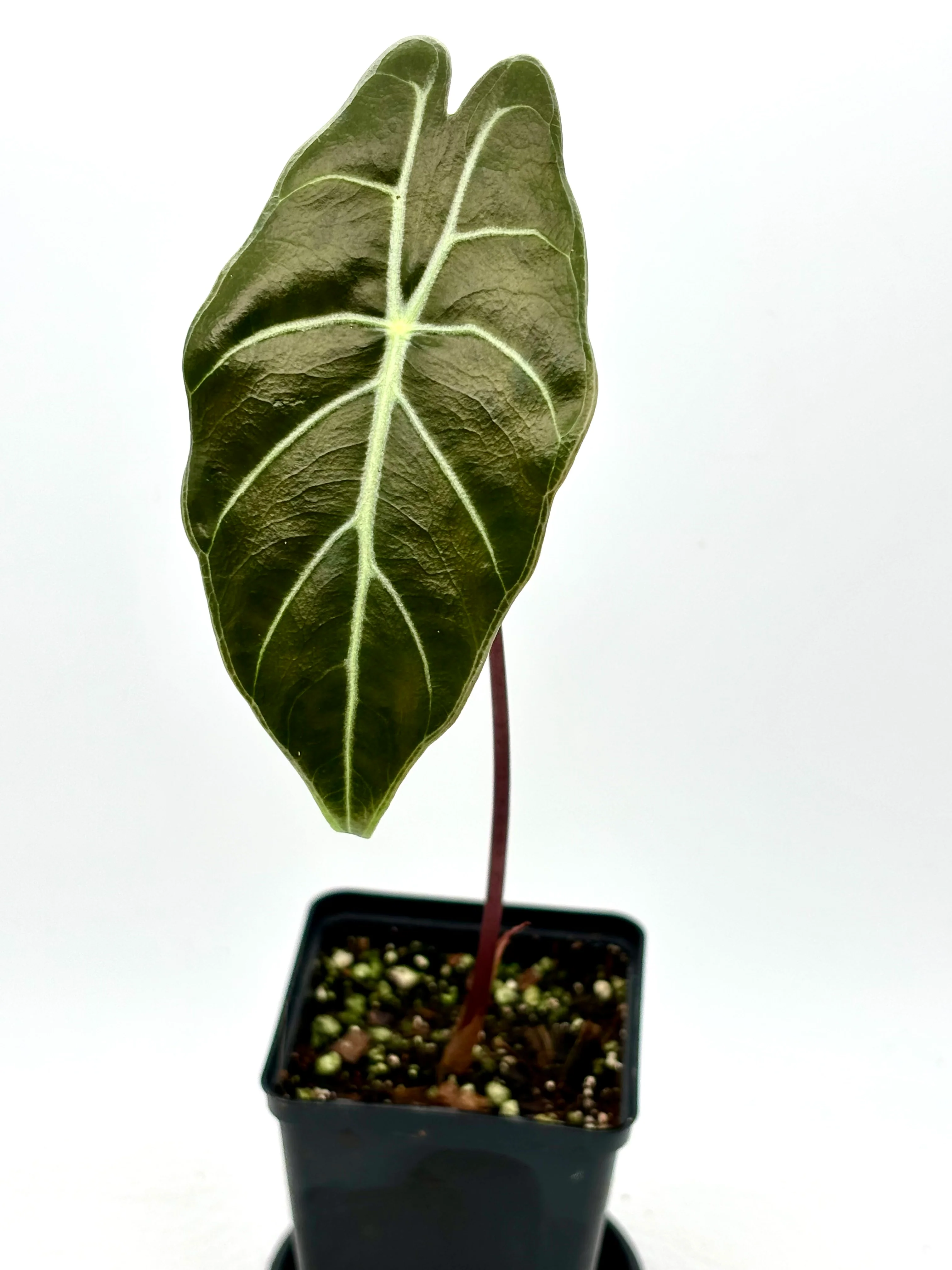 Alocasia Watsoniana Red Vein