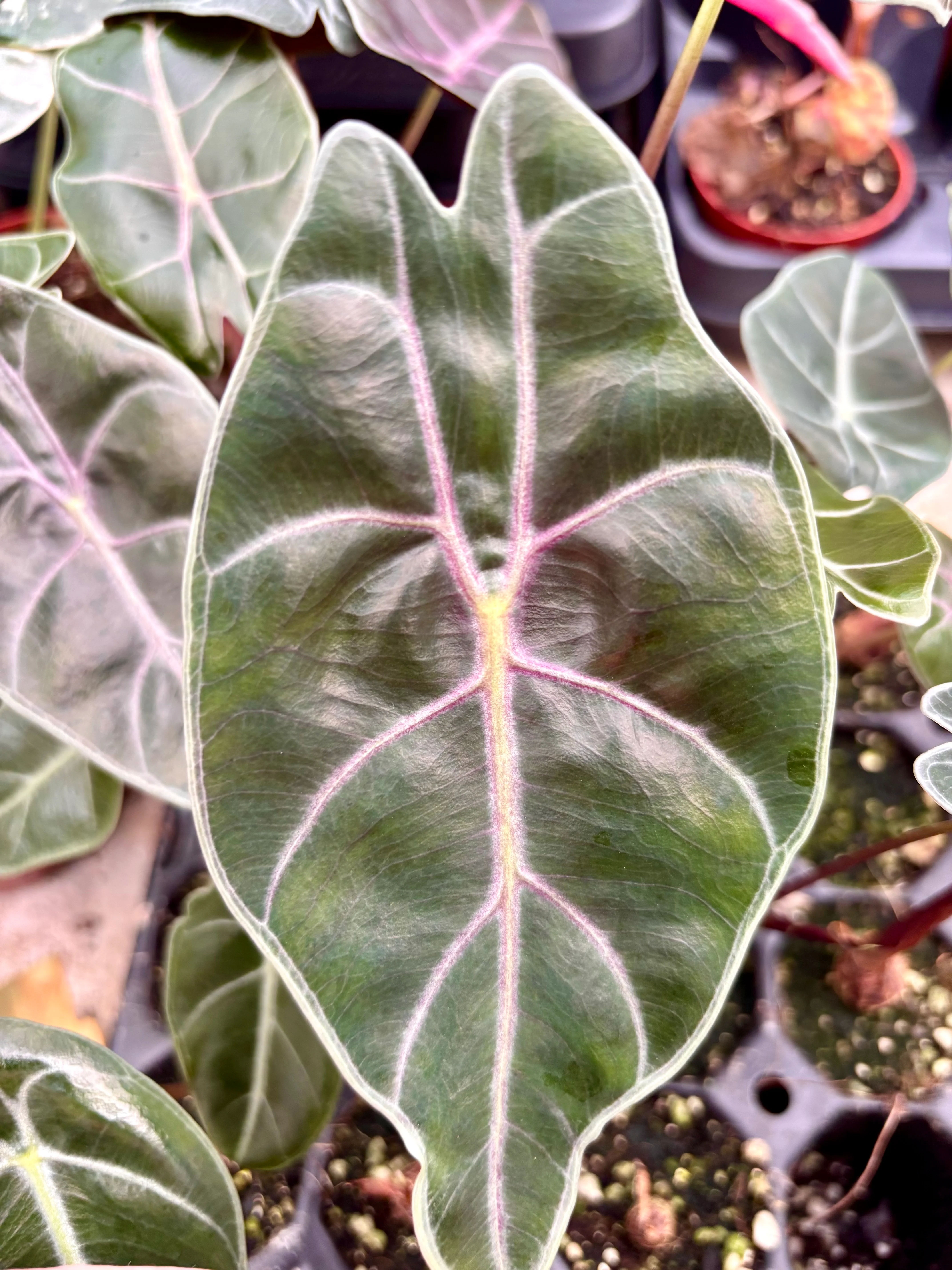 Alocasia Watsoniana Red Vein - Image 2