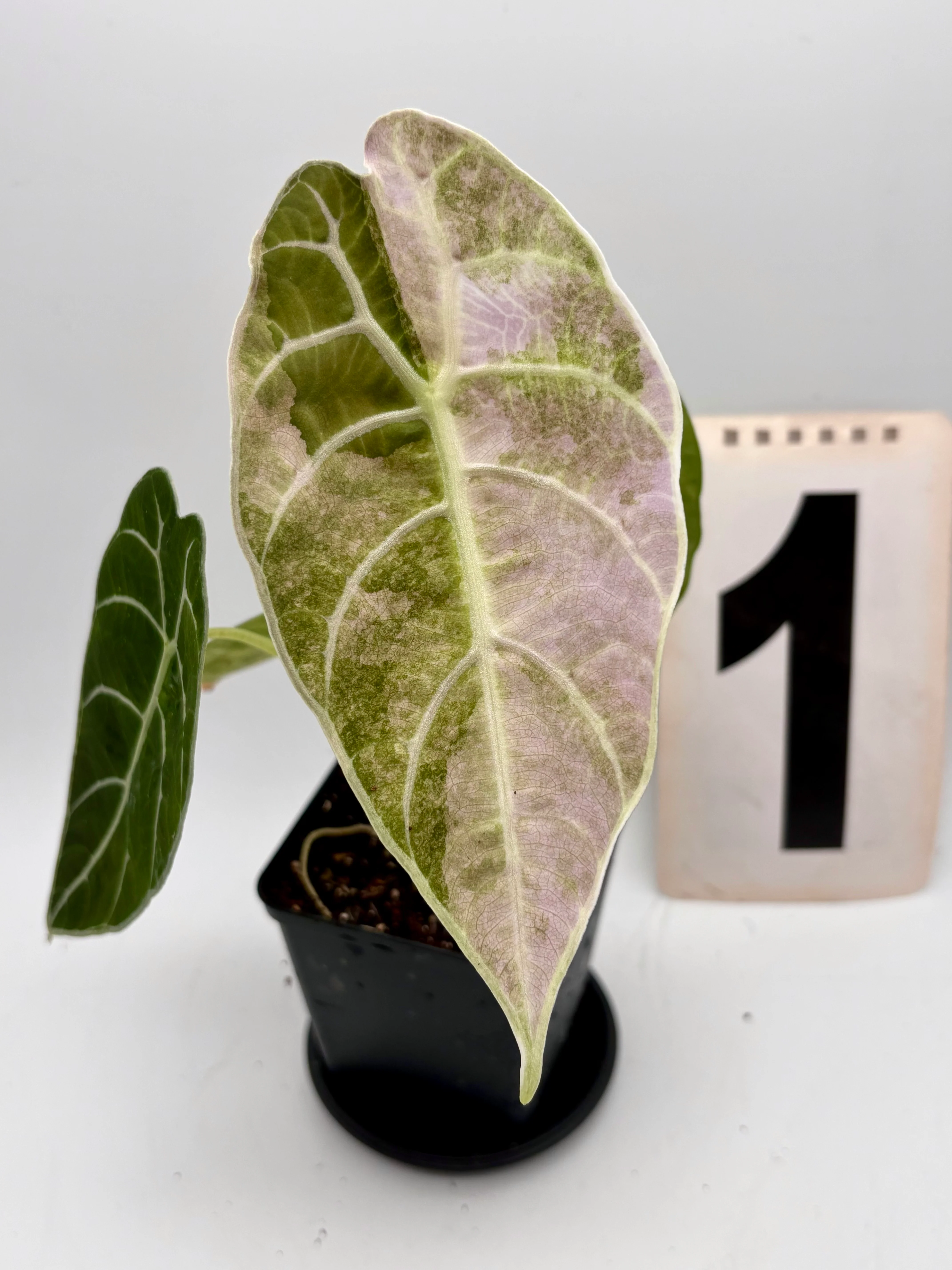 Alocasia Watsoniana Doff Variegata