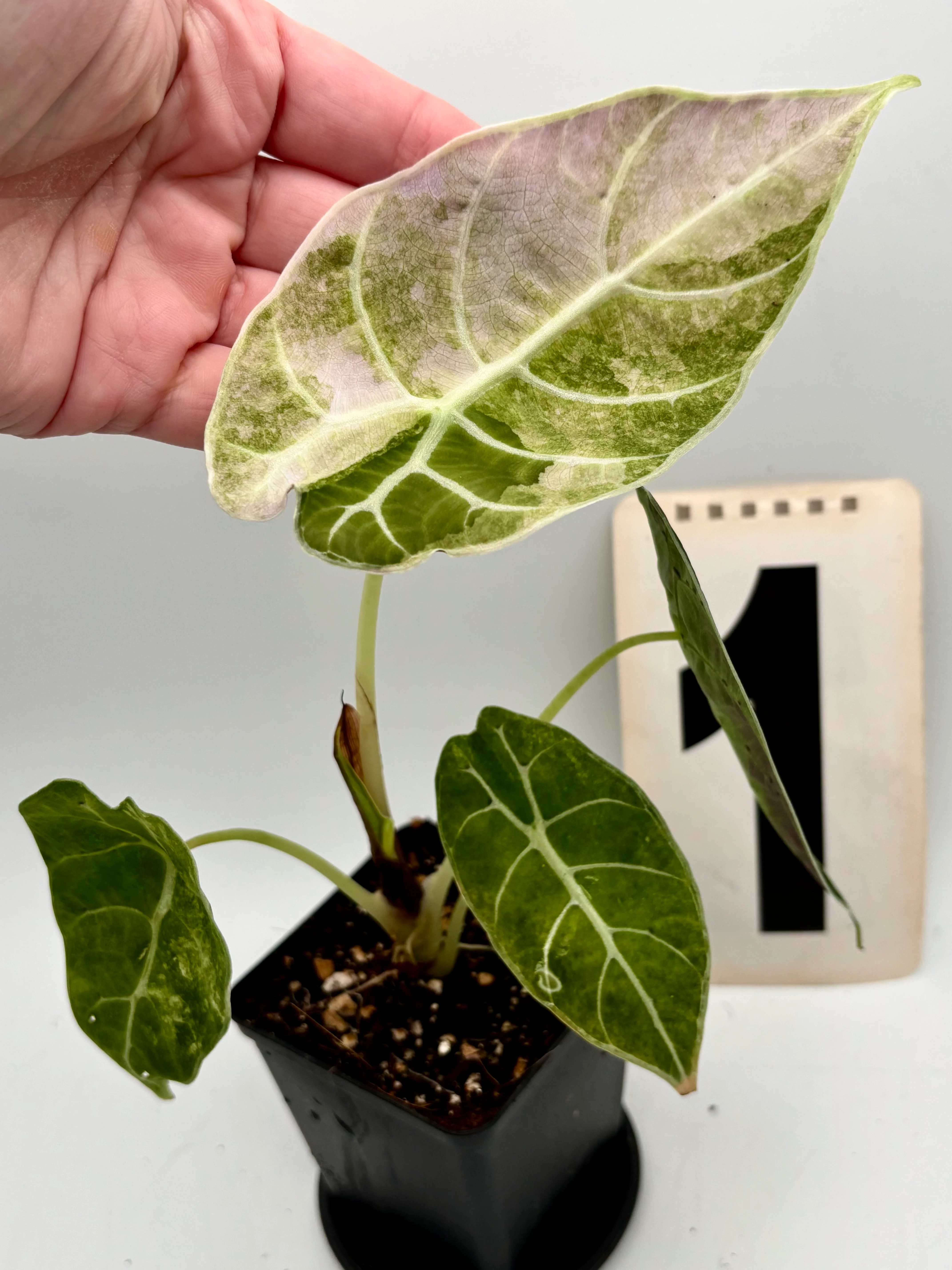 Alocasia Watsoniana Doff Variegata - Image 2
