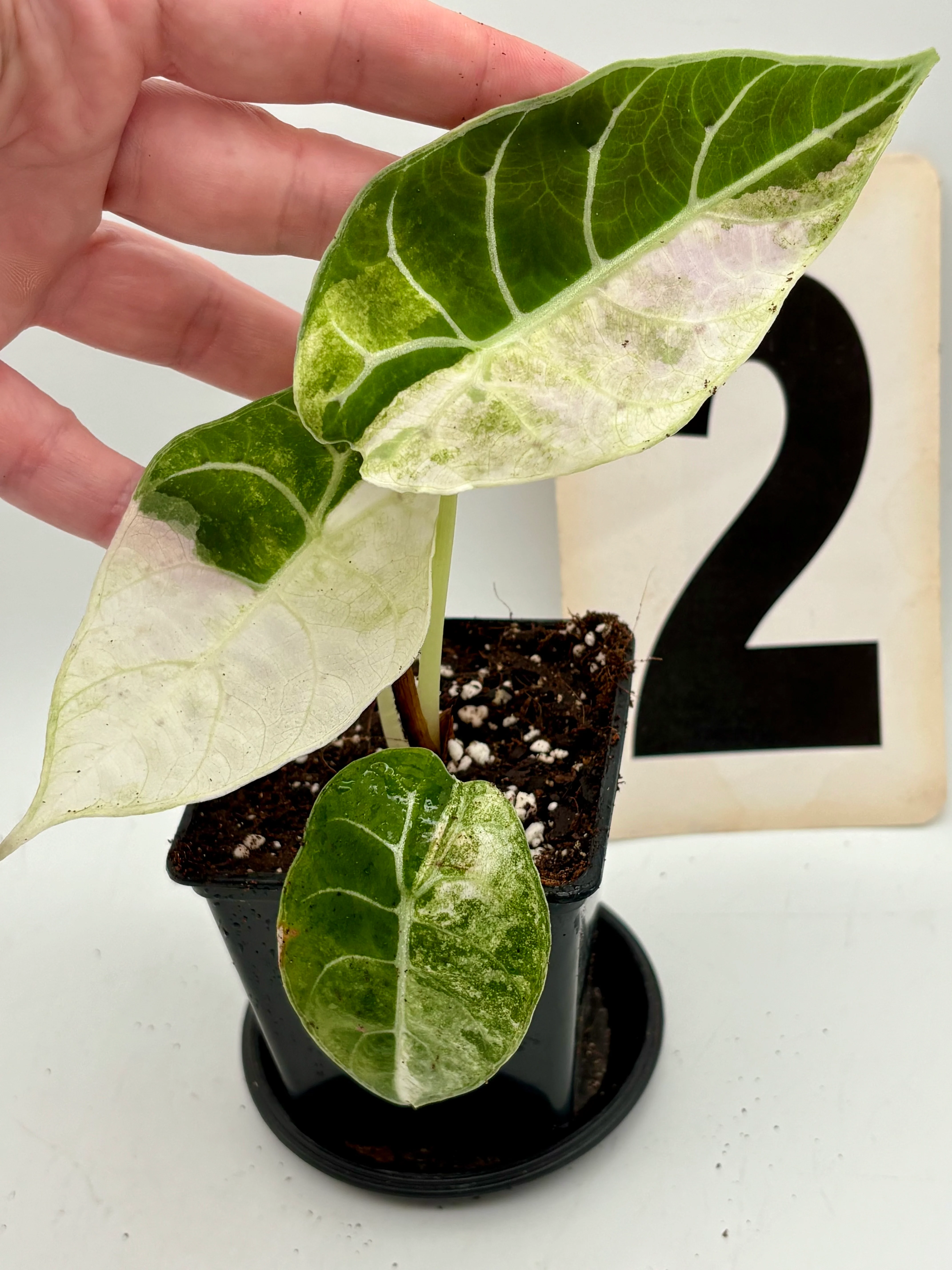 Alocasia Watsoniana Doff Variegata - Image 3