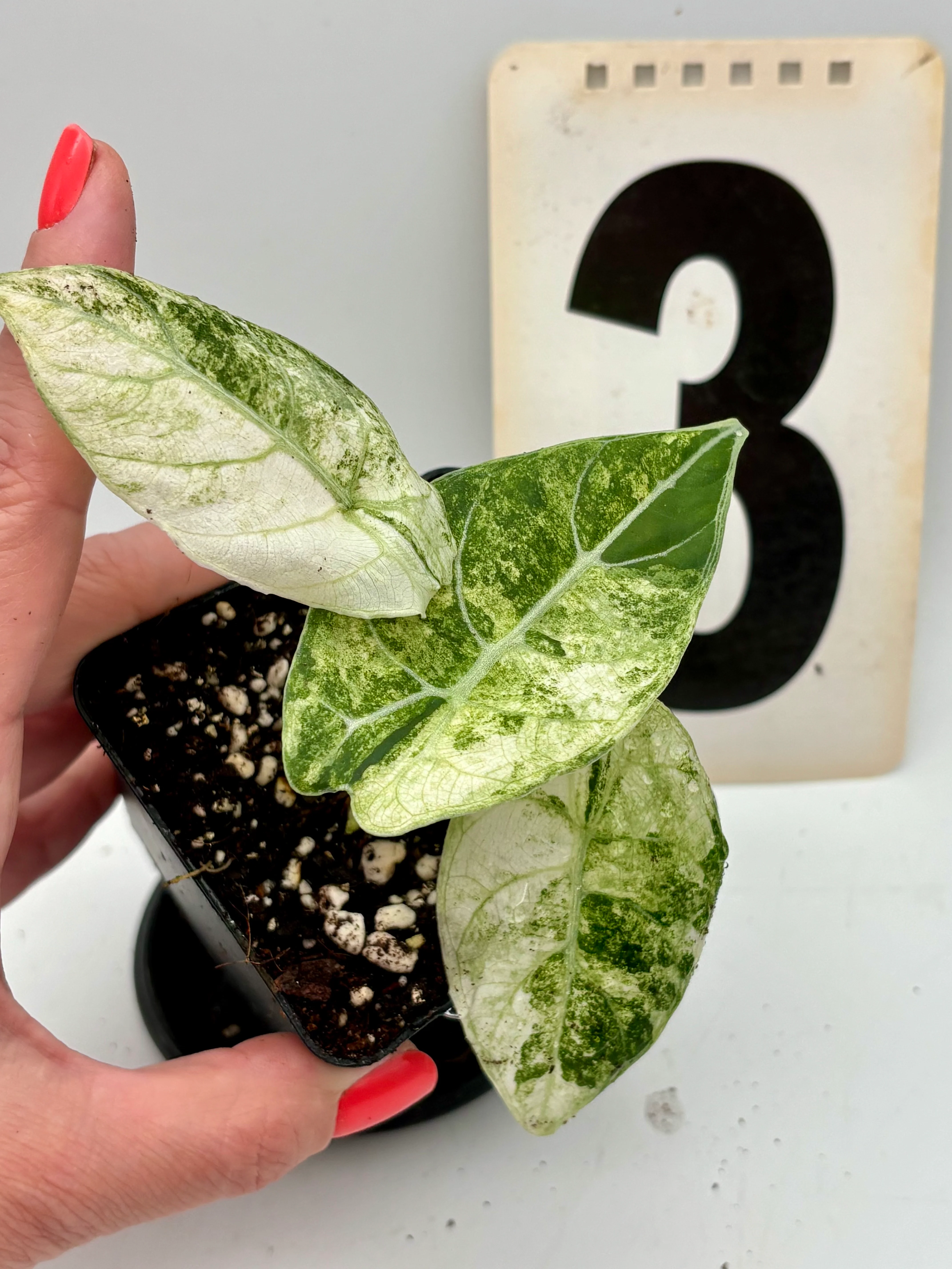 Alocasia Watsoniana Doff Variegata - Image 4