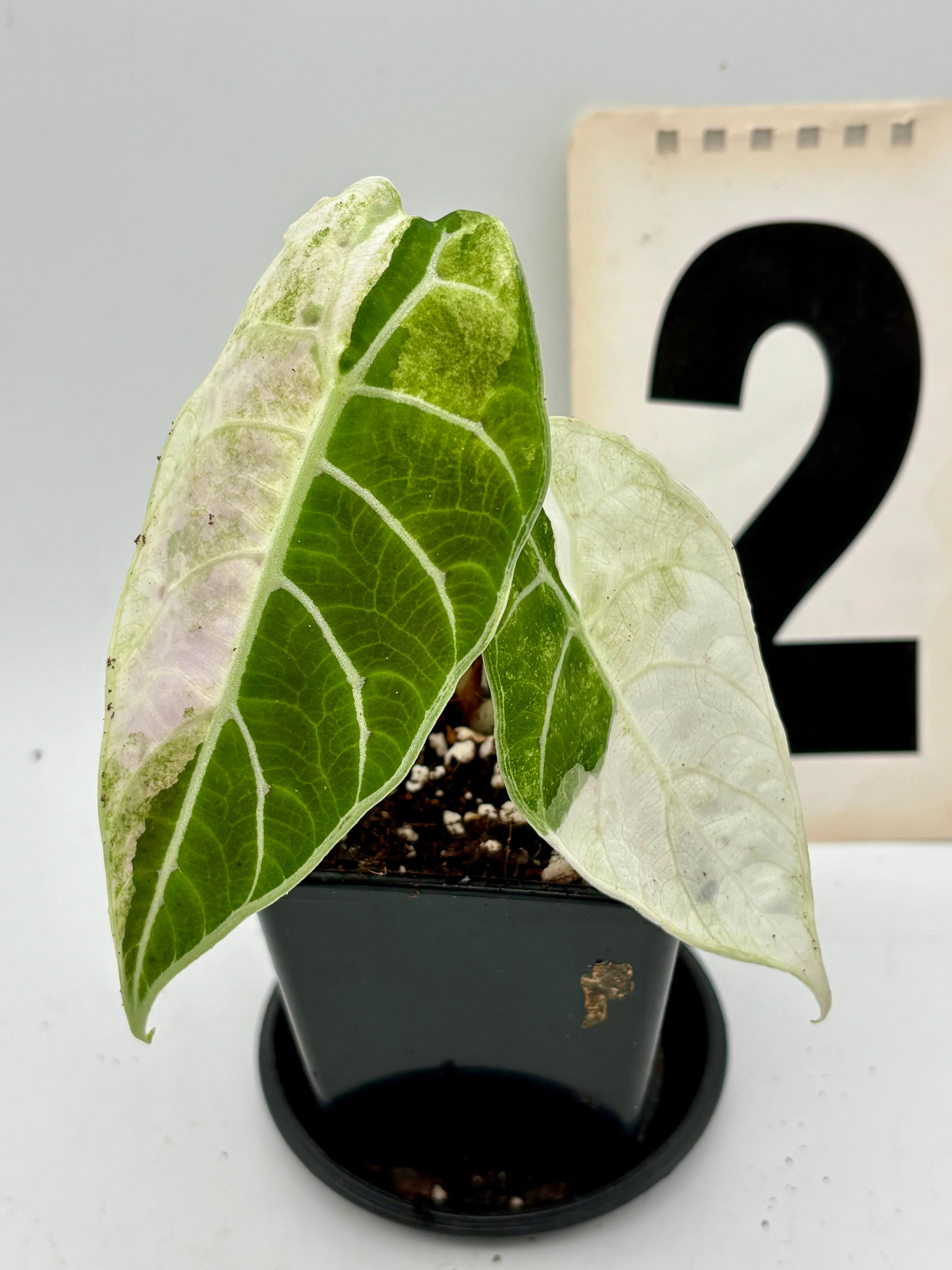 Alocasia Watsoniana Doff Variegata - Image 5