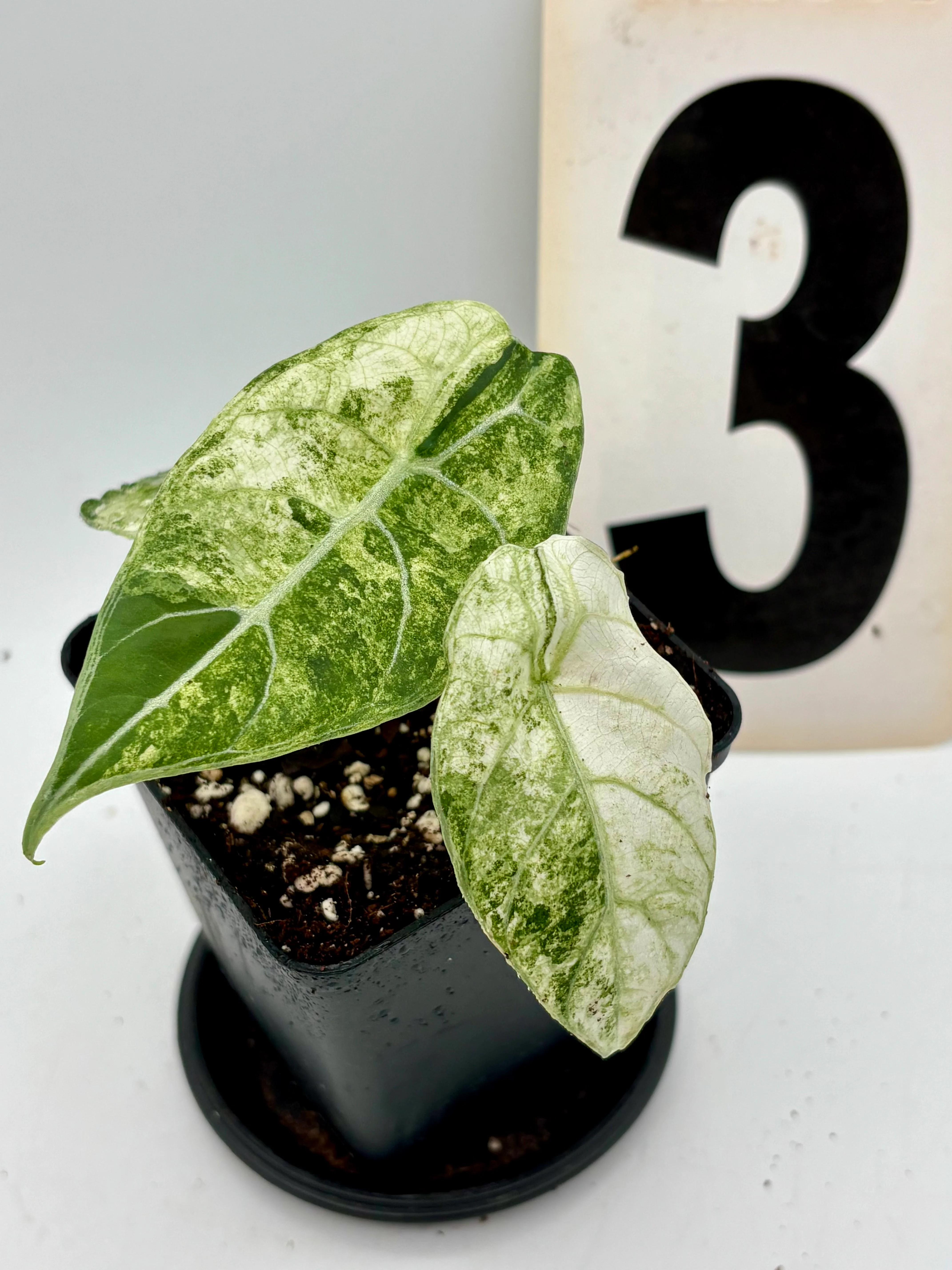 Alocasia Watsoniana Doff Variegata - Image 6