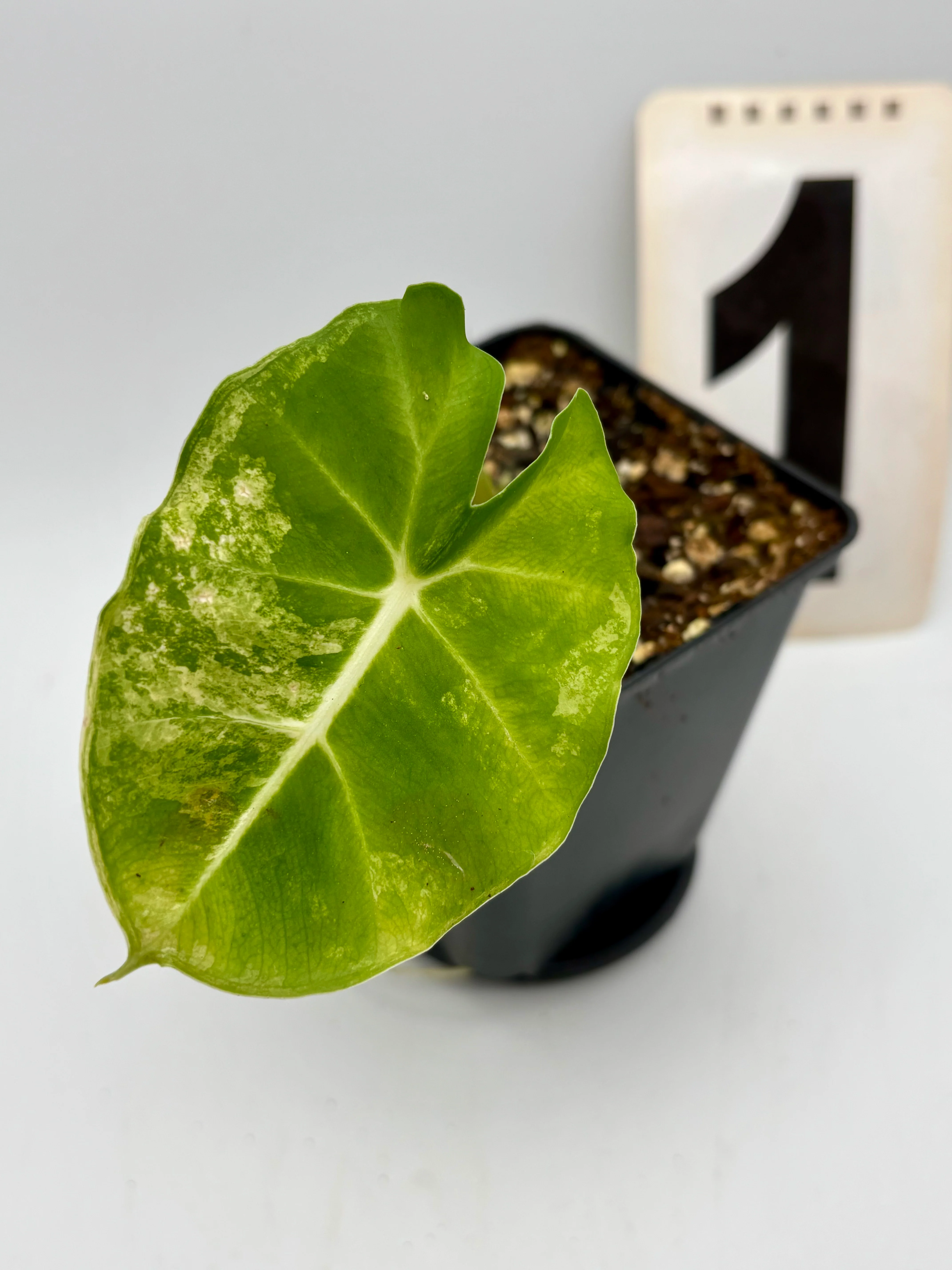 Alocasia London Eye Variegata