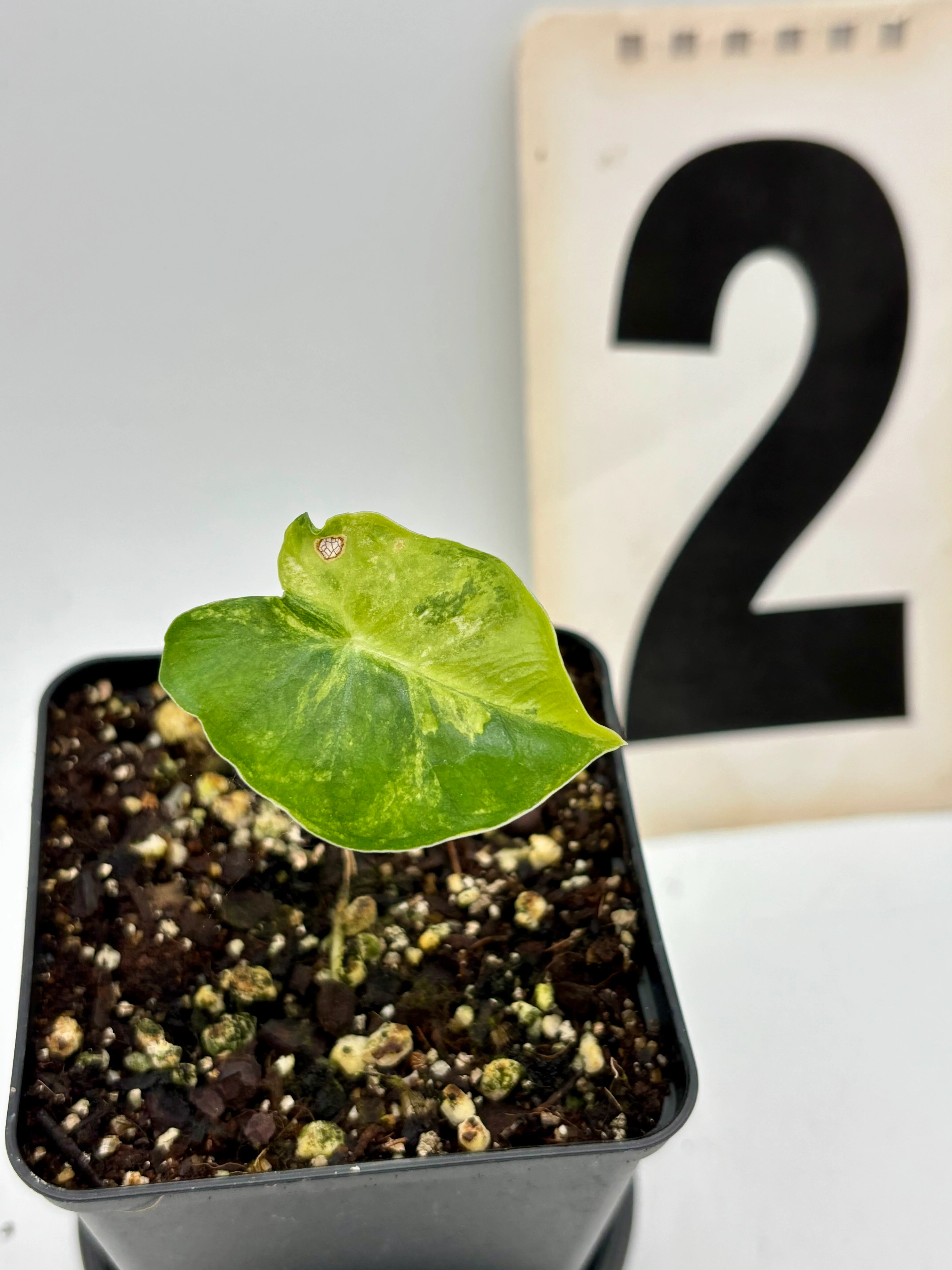 Alocasia London Eye Variegata - Image 2
