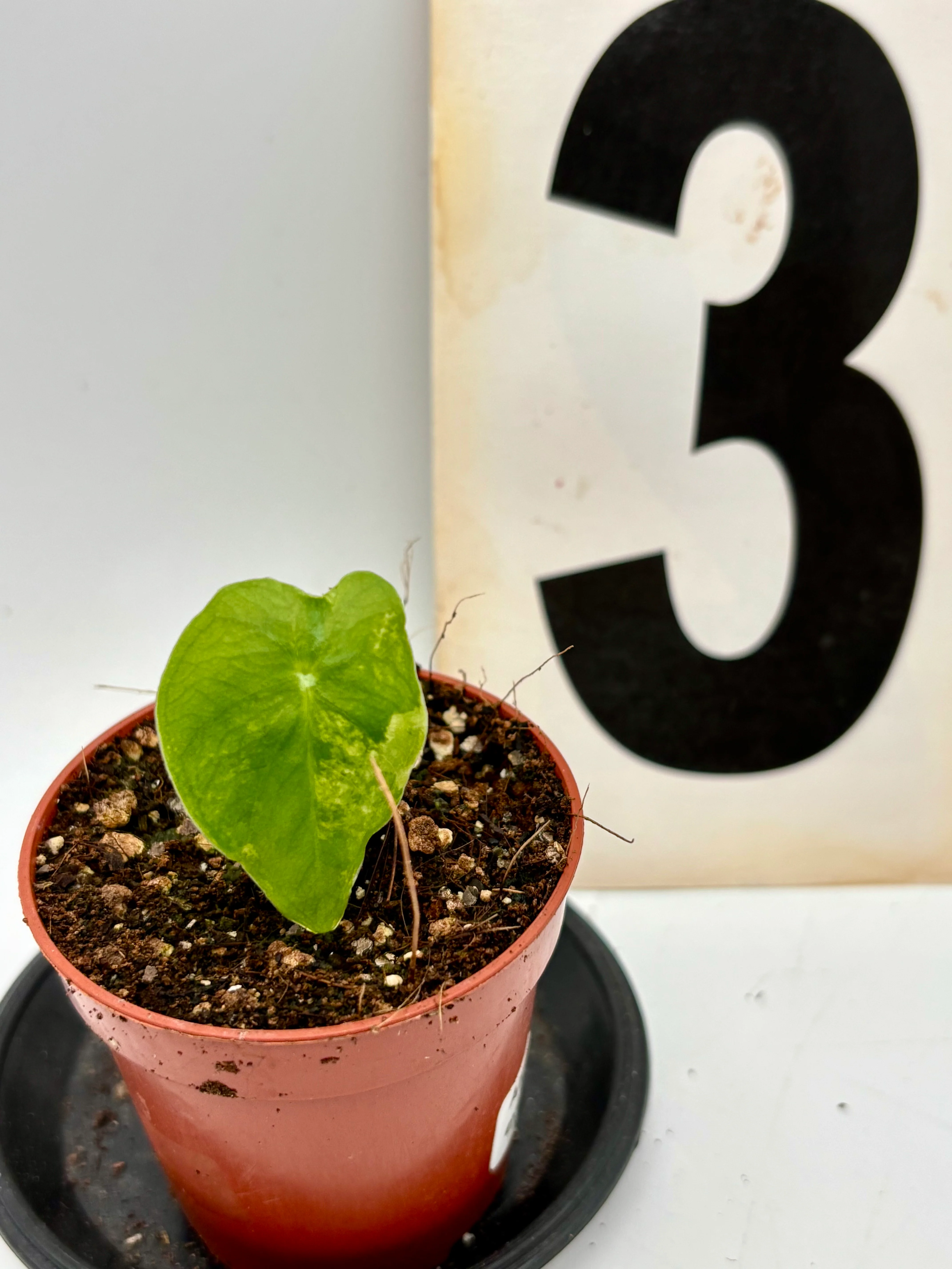 Alocasia London Eye Variegata - Image 3