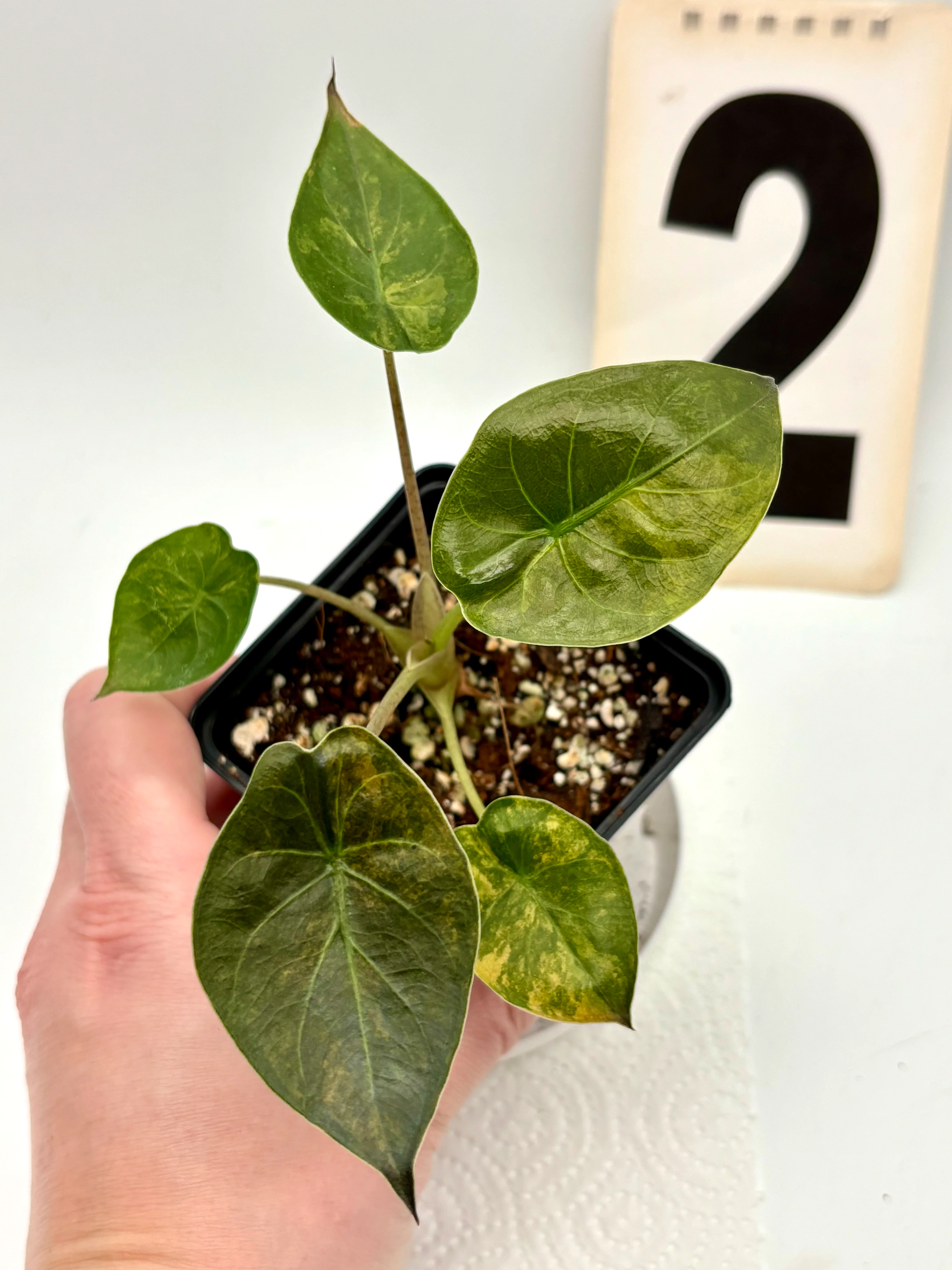Alocasia Wentii (Sunset) Variegata - Image 2