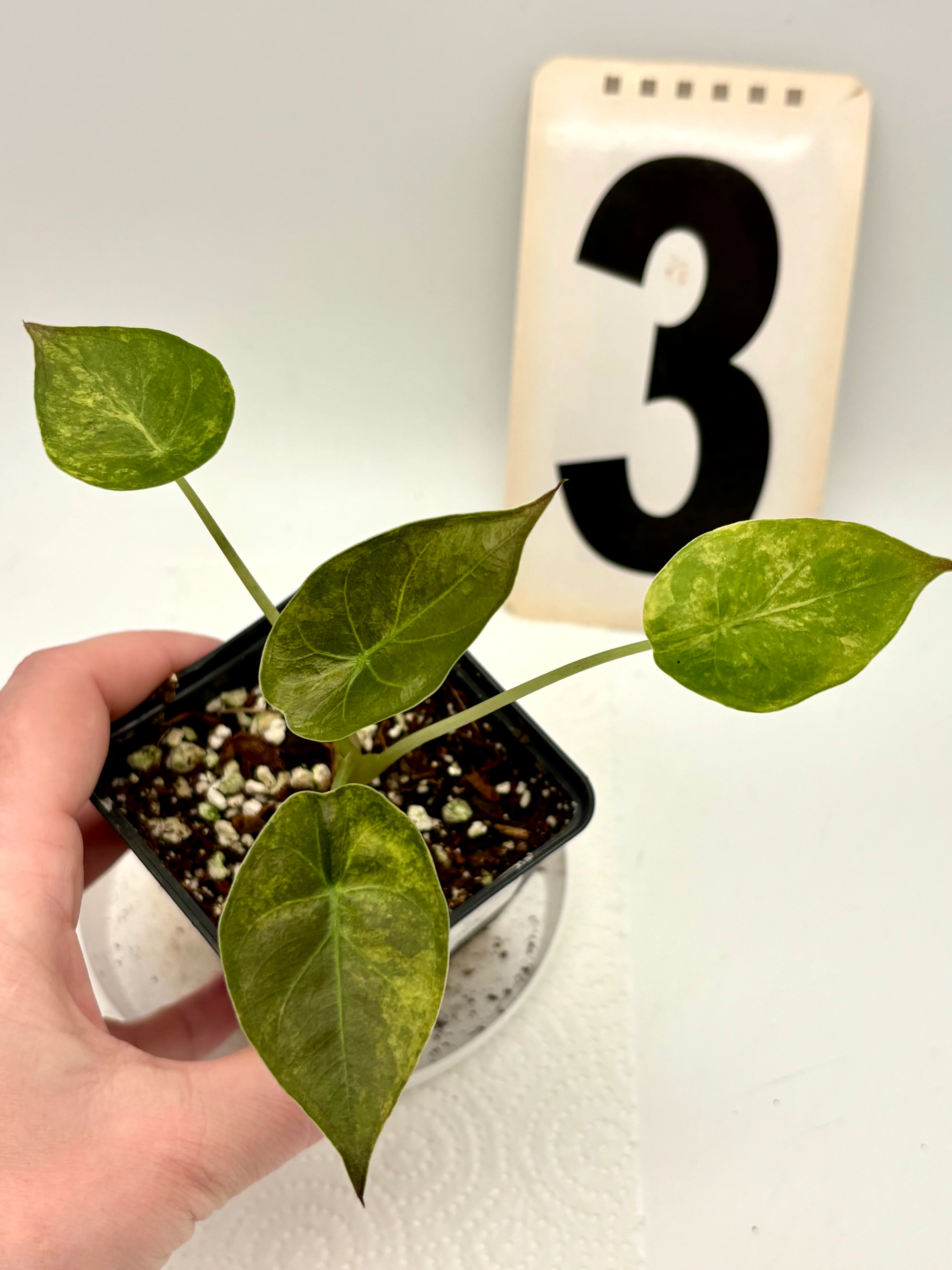 Alocasia Wentii (Sunset) Variegata - Image 3