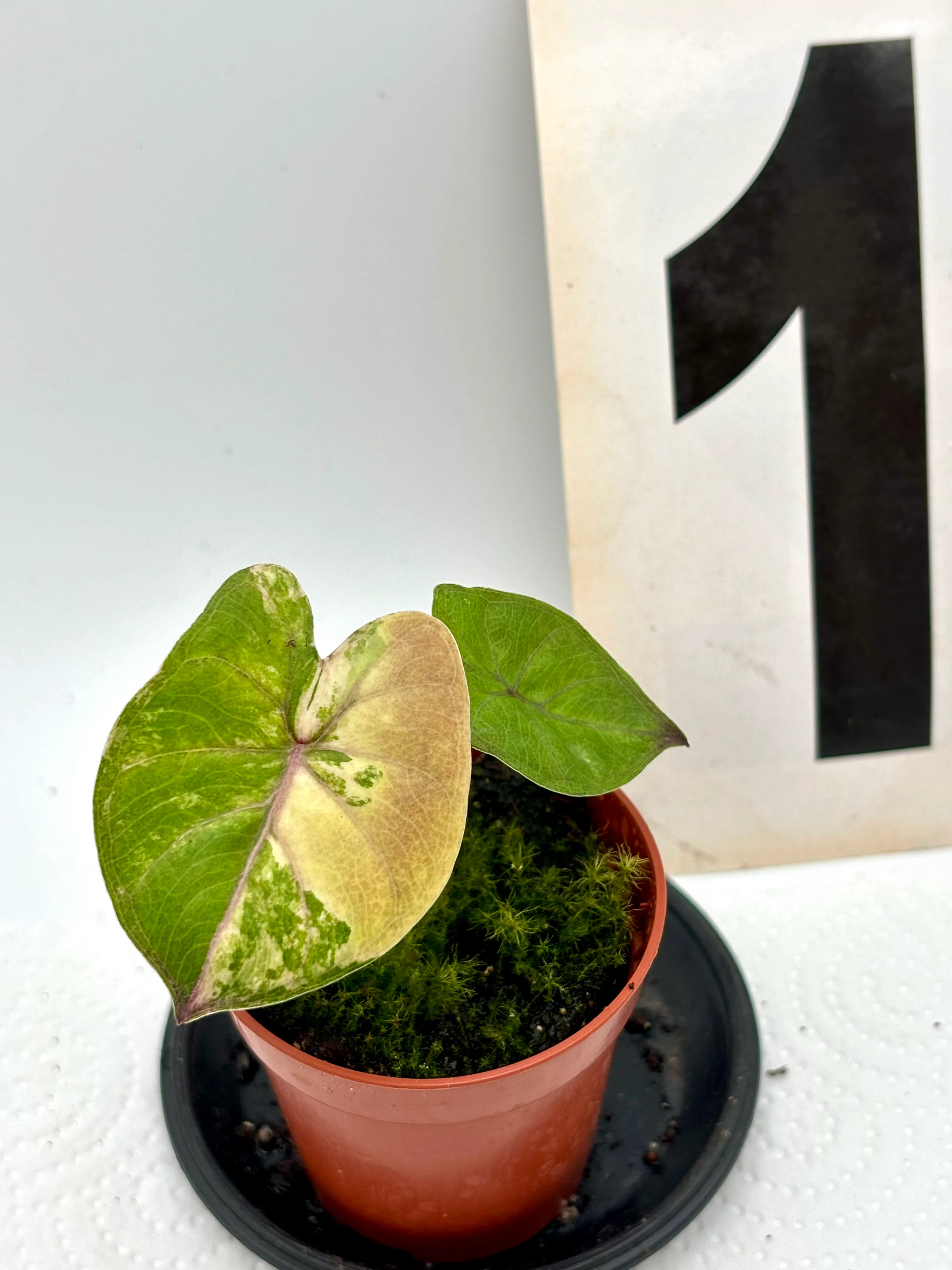 Alocasia Yucatan Princess Variegata