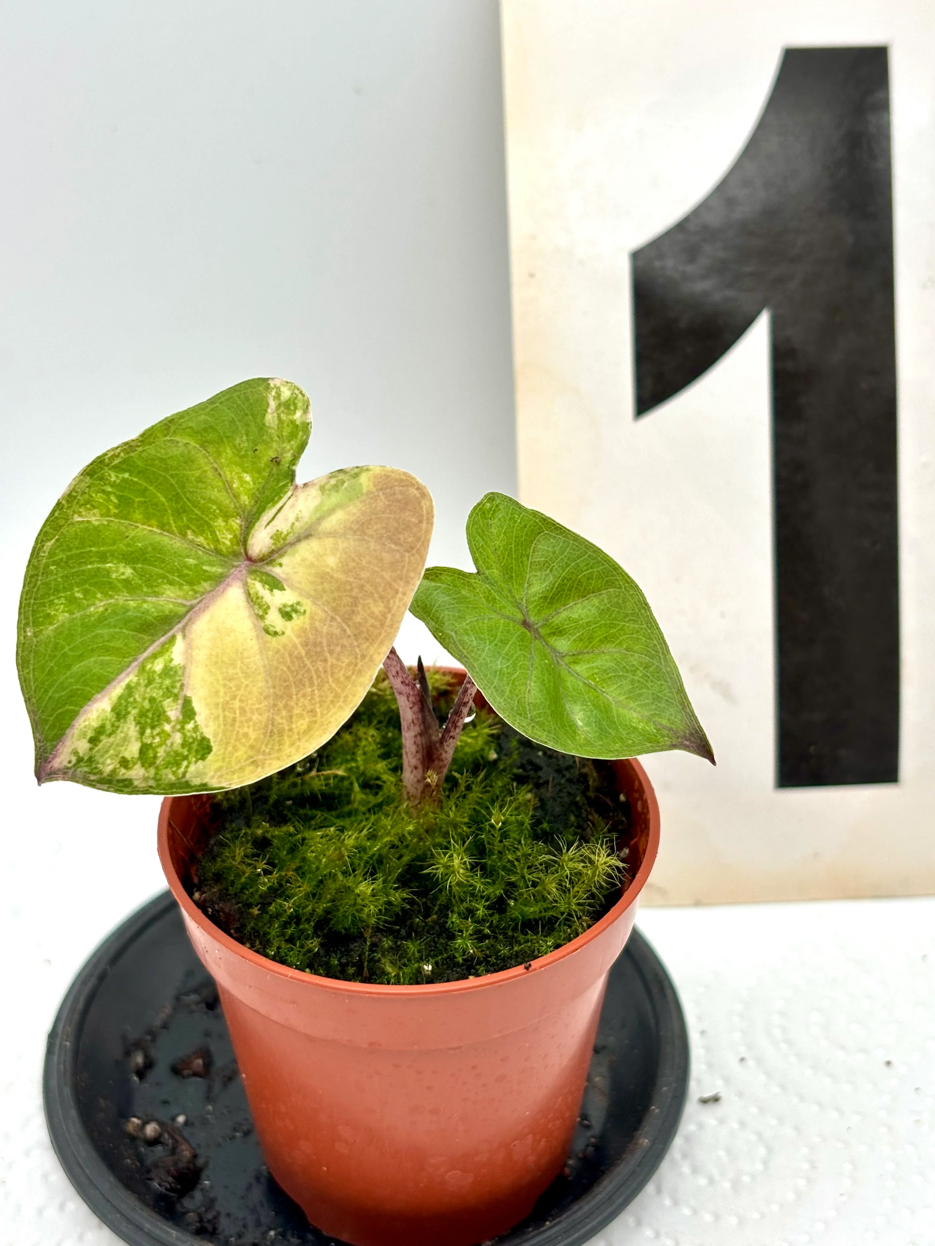 Alocasia Yucatan Princess Variegata - Image 2