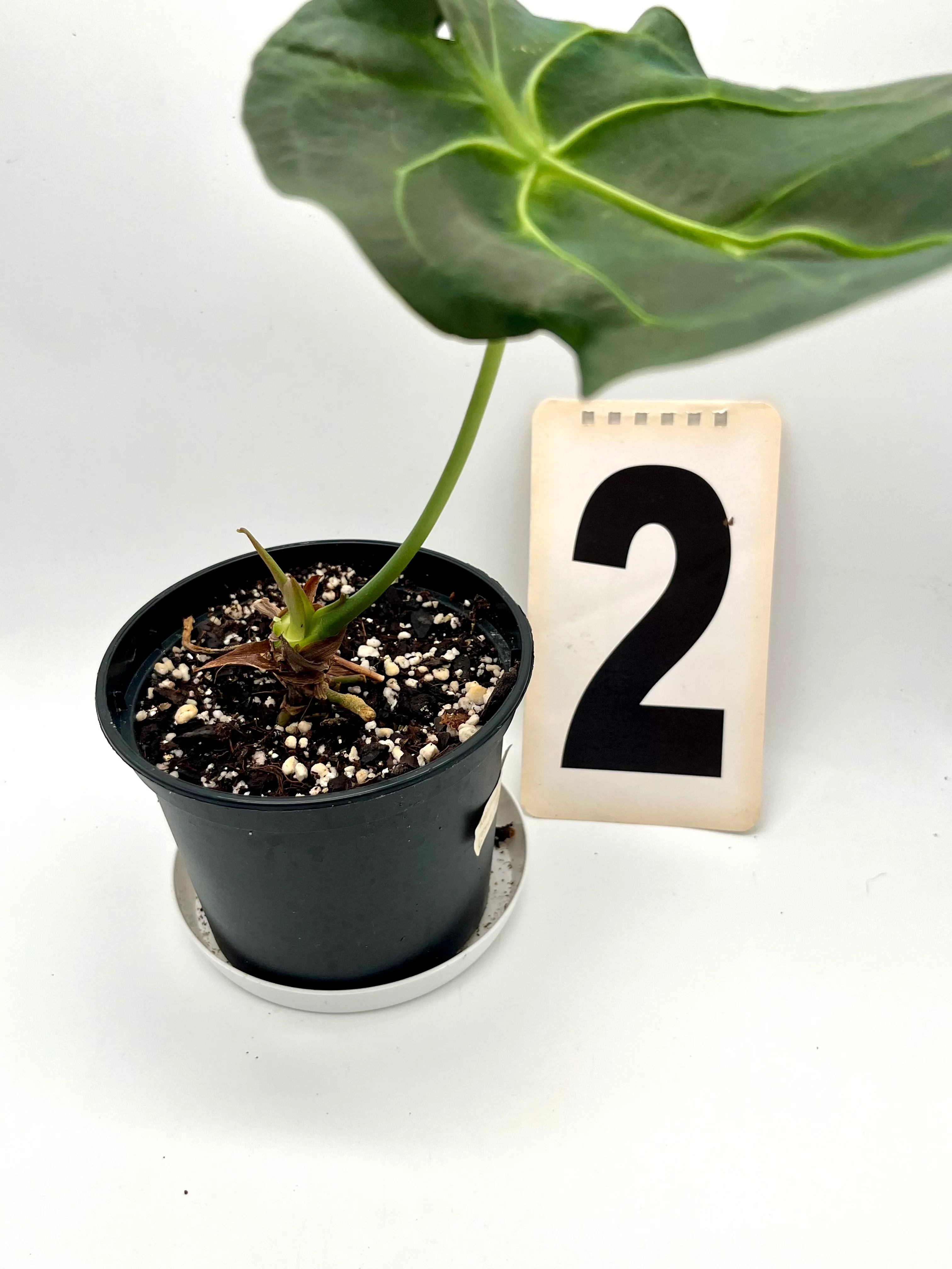Anthurium Forgetii x Regale - Image 3