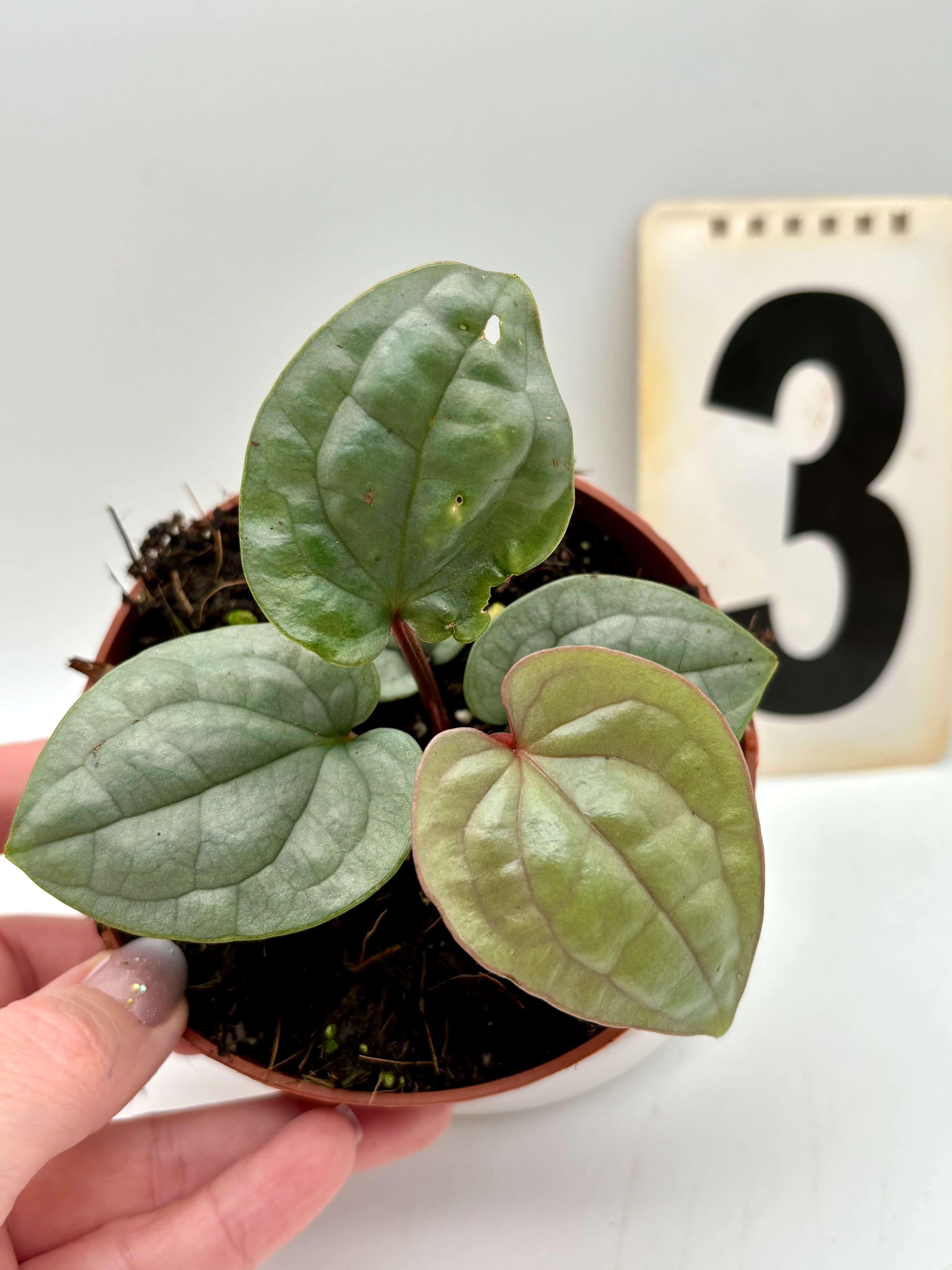 Anthurium Luxurians - Image 3