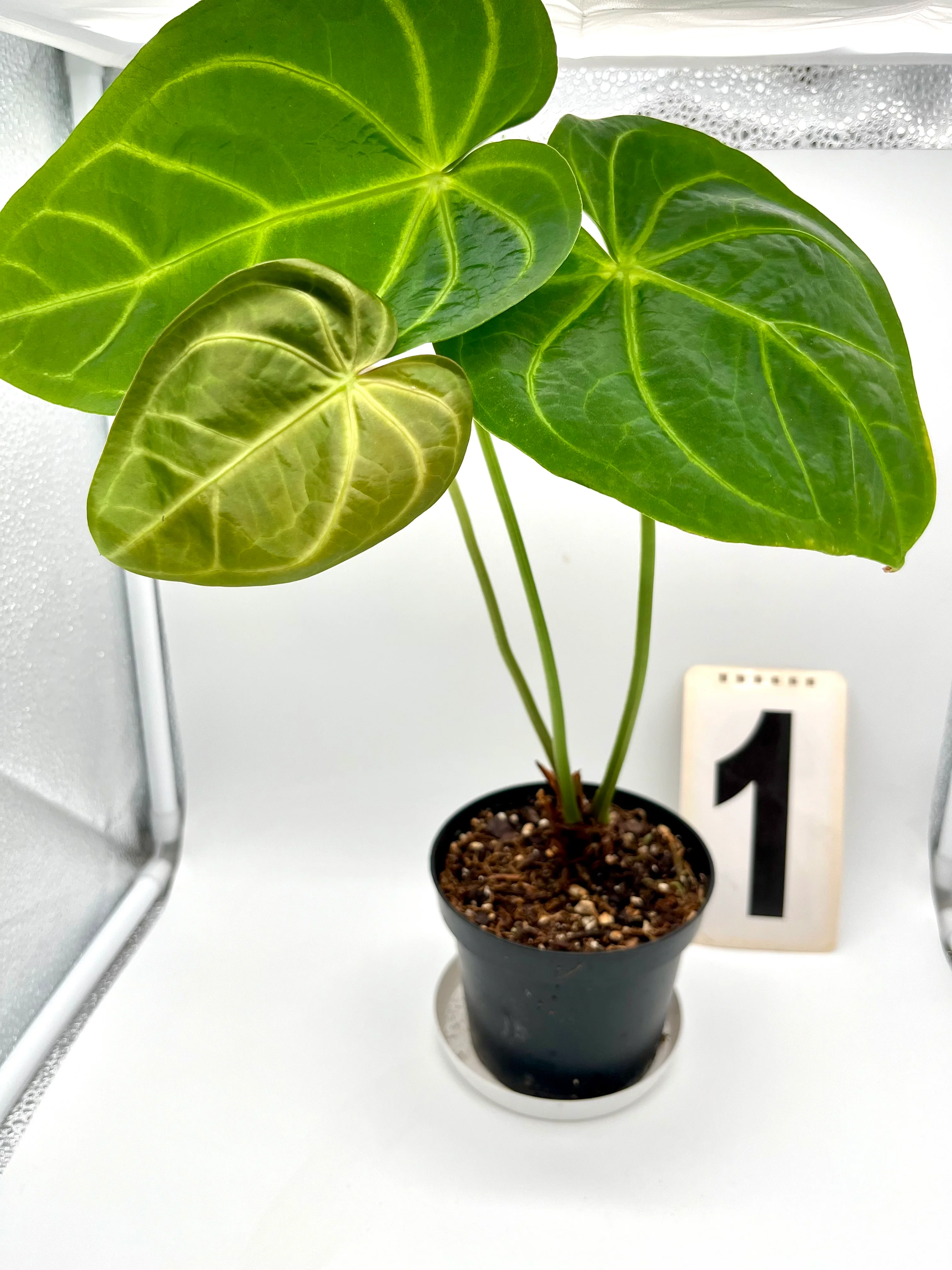 Anthurium Papillilaminum x Magnificum - Image 3