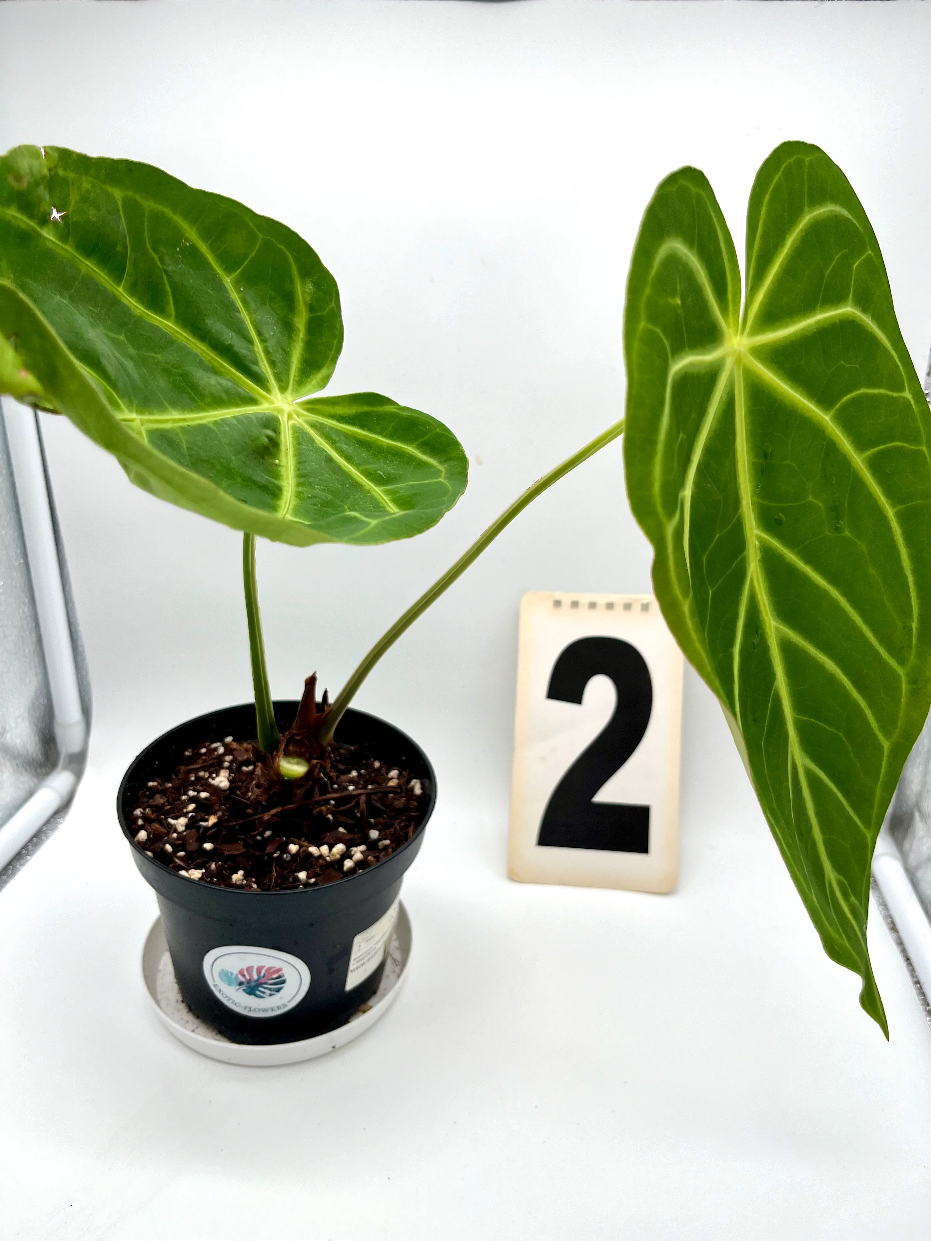 Anthurium Papillilaminum x Magnificum - Image 4