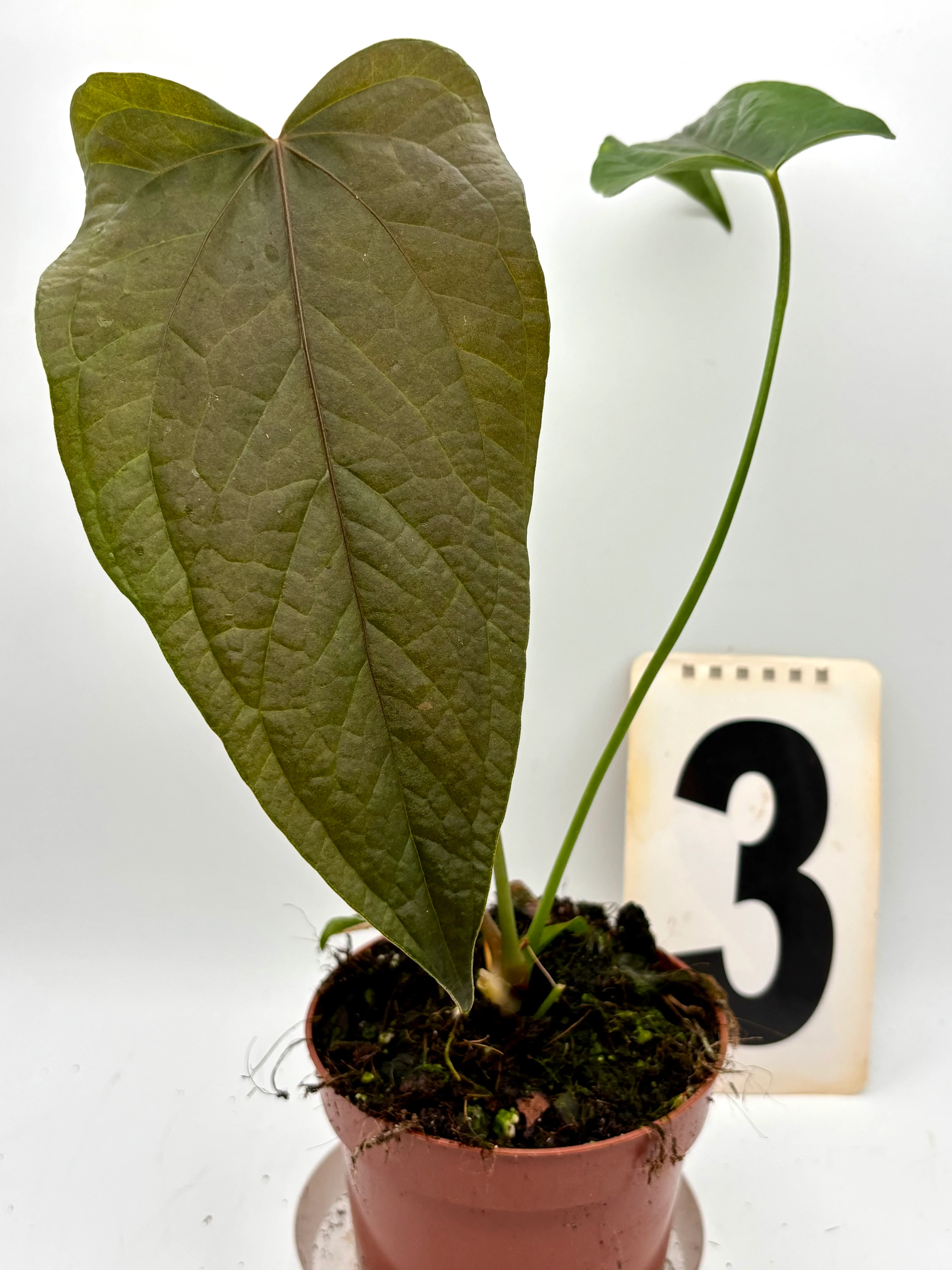 Anthurium Queen of Hearts - Image 3