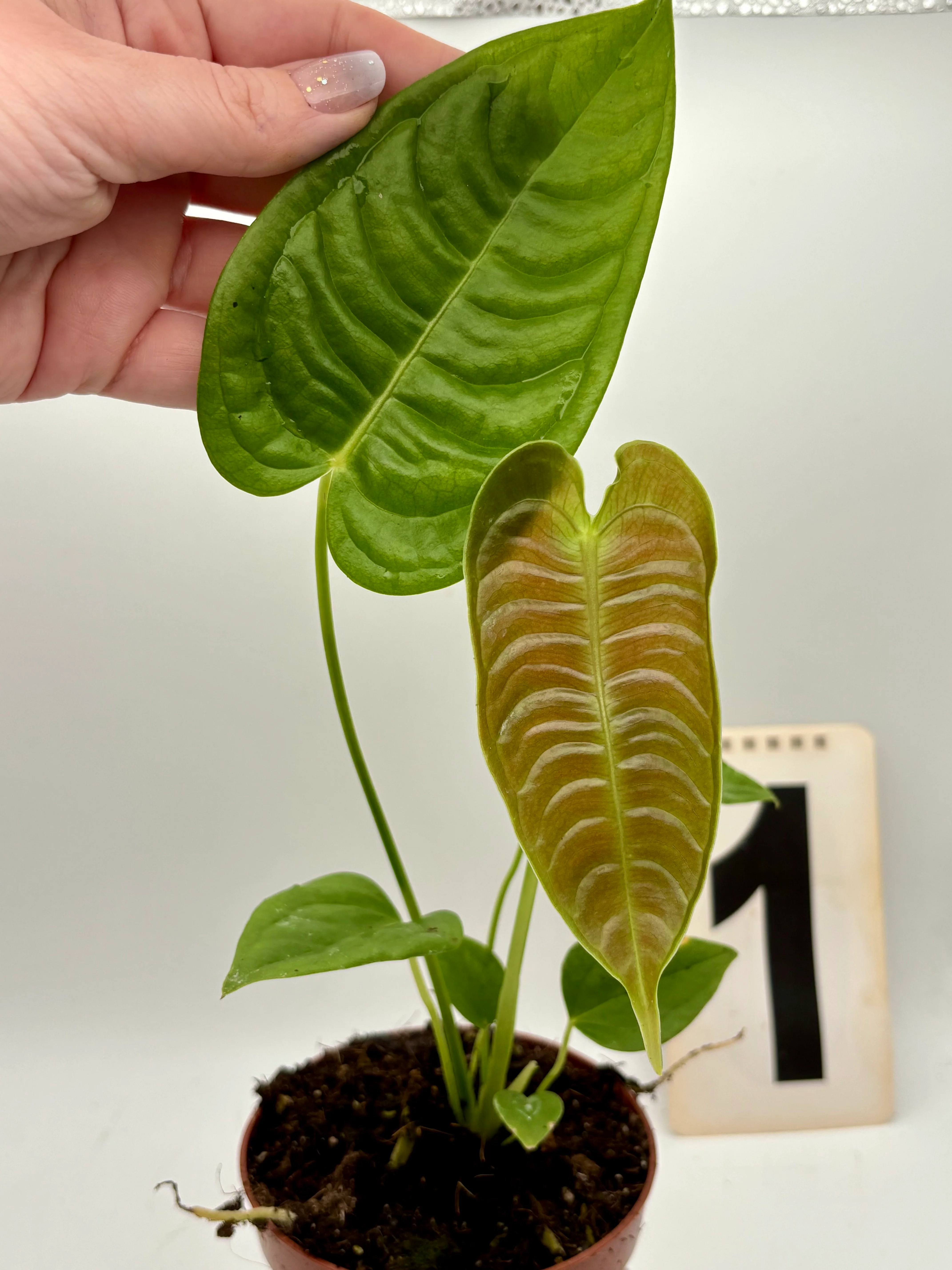 Anthurium Veitchii