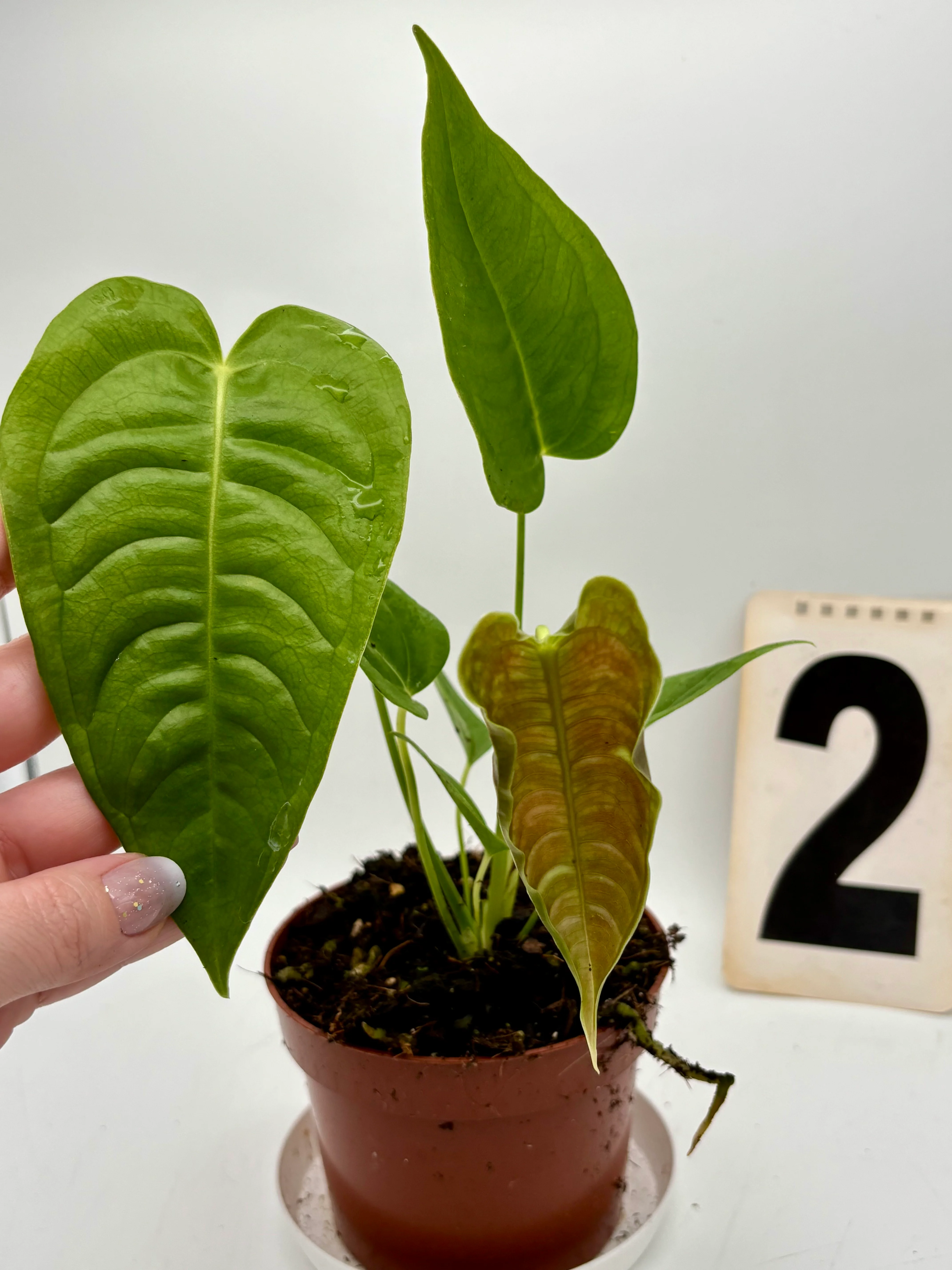 Anthurium Veitchii - Image 2