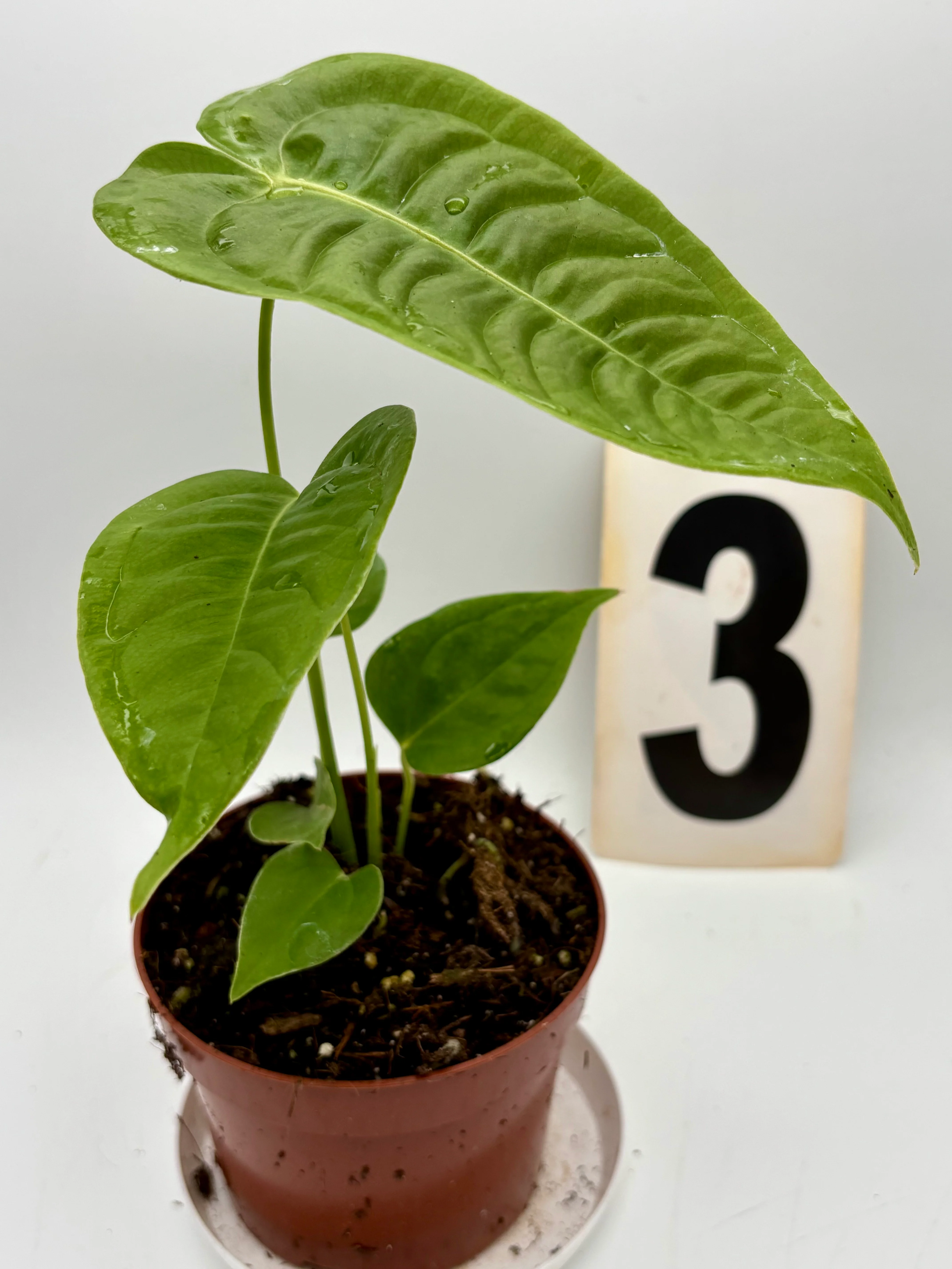Anthurium Veitchii - Image 3