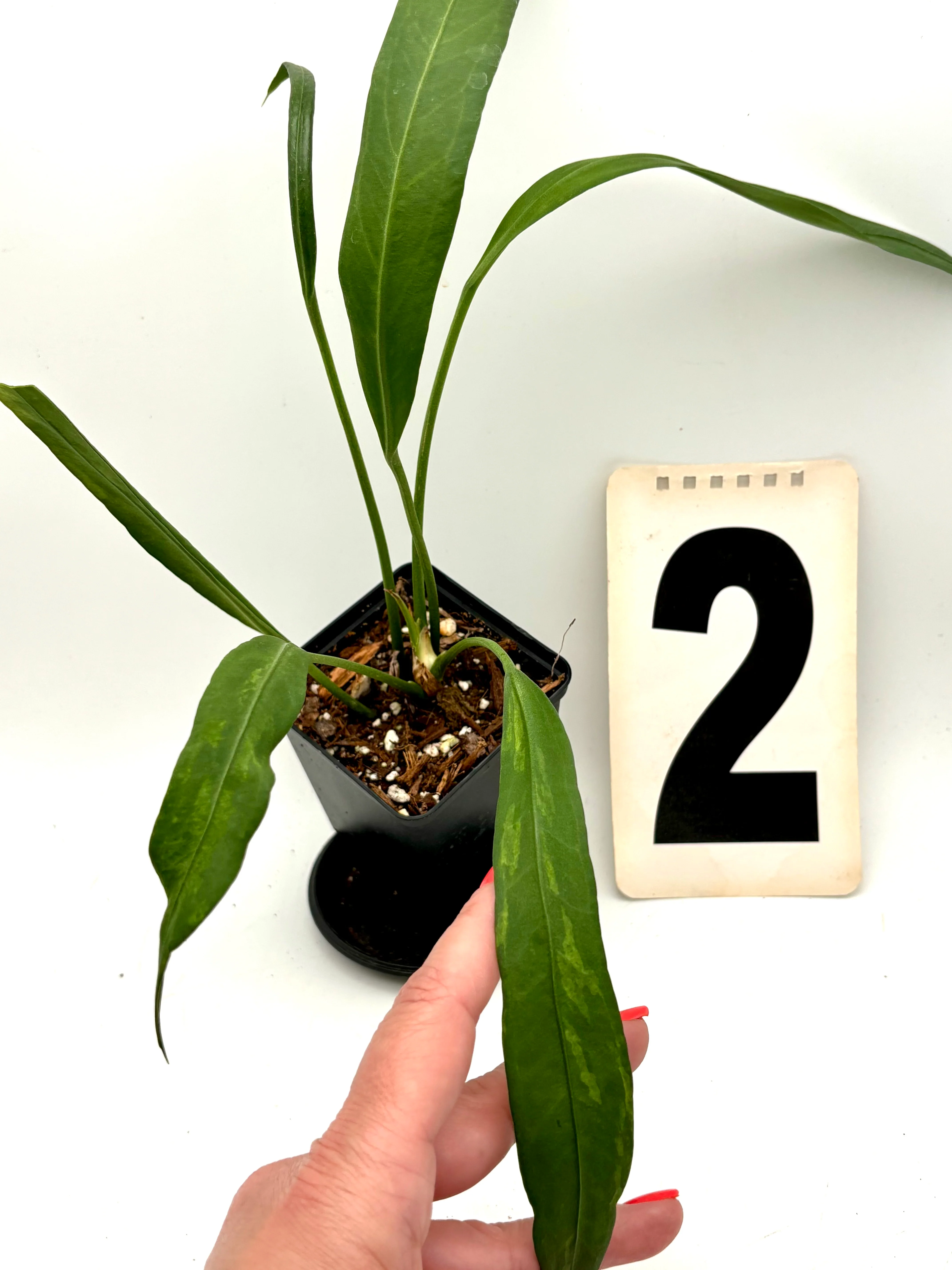 Anthurium Vittarifolium Variegata - Image 3