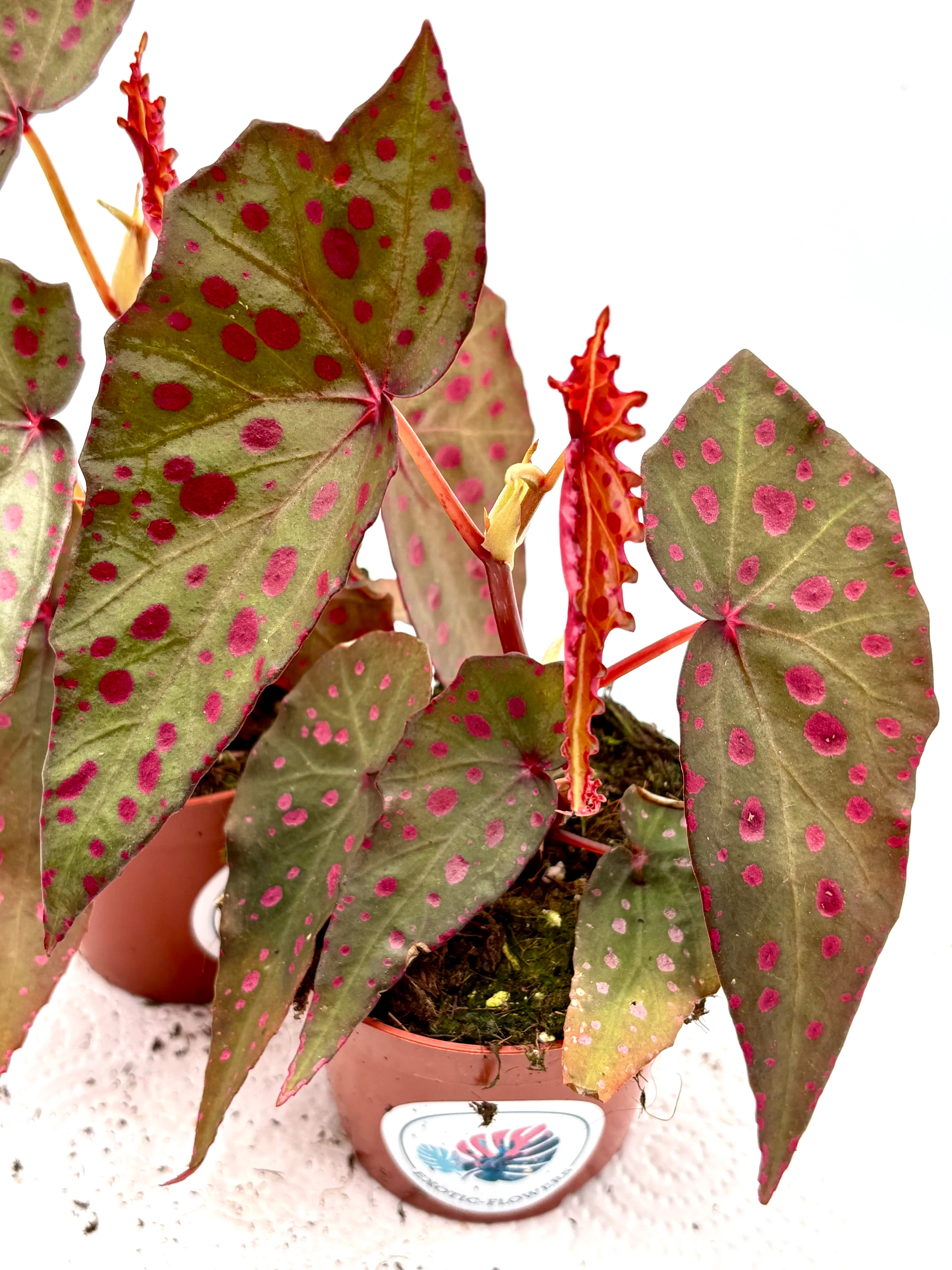 Begonia Amphioxus x Malachostict
