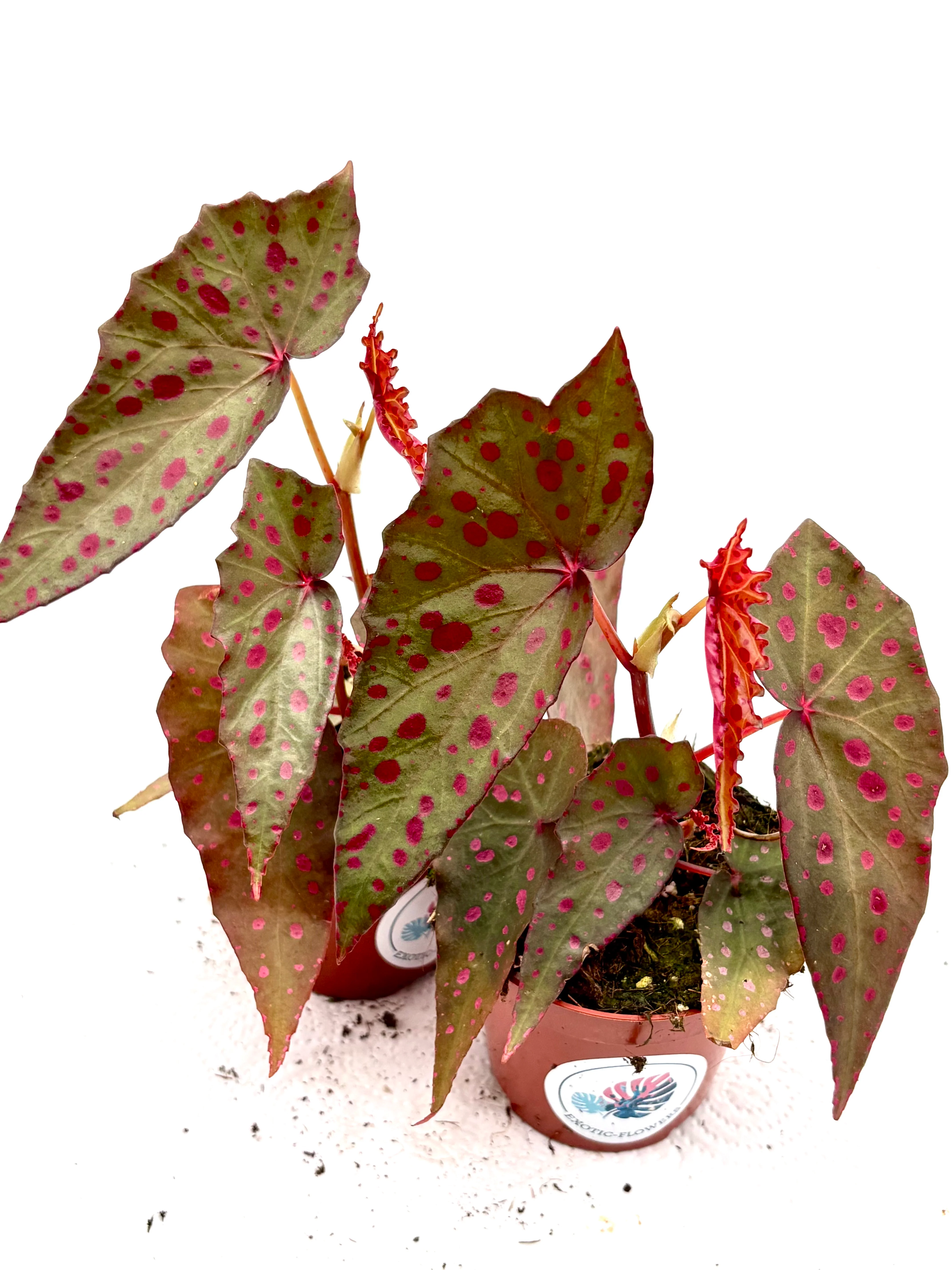 Begonia Amphioxus x Malachostict - Image 2