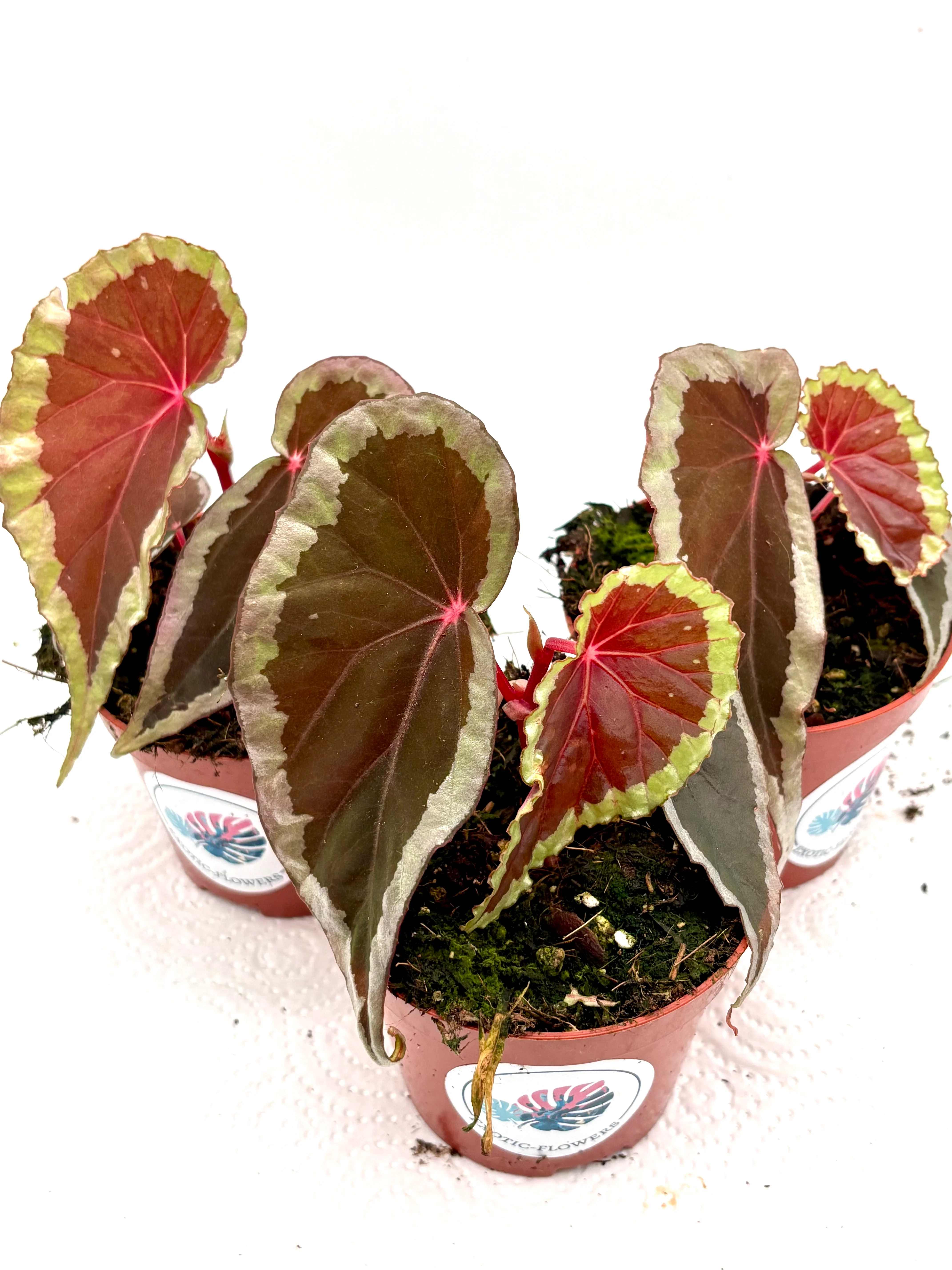 Begonia Baramensis