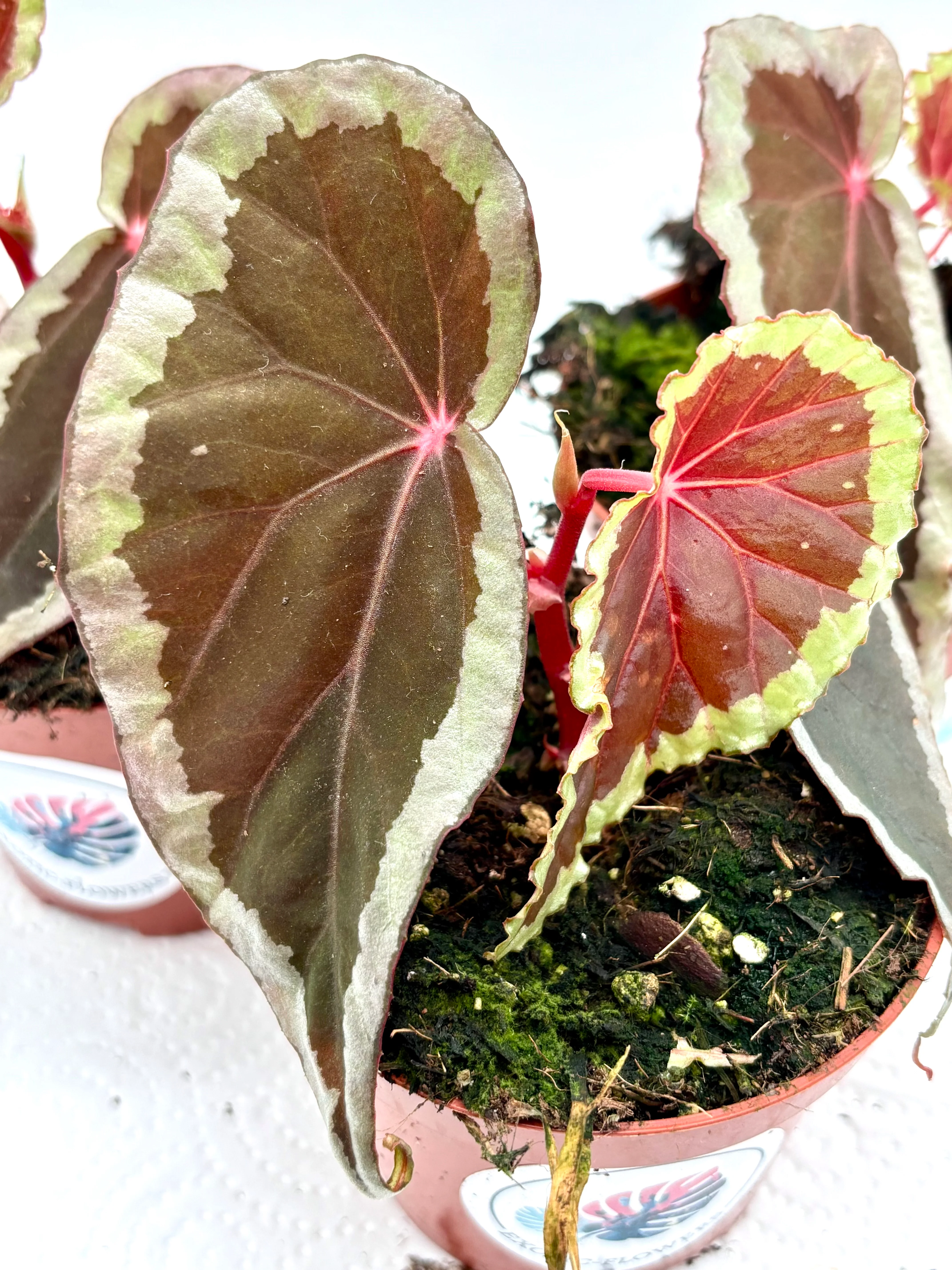 Begonia Baramensis - Image 2
