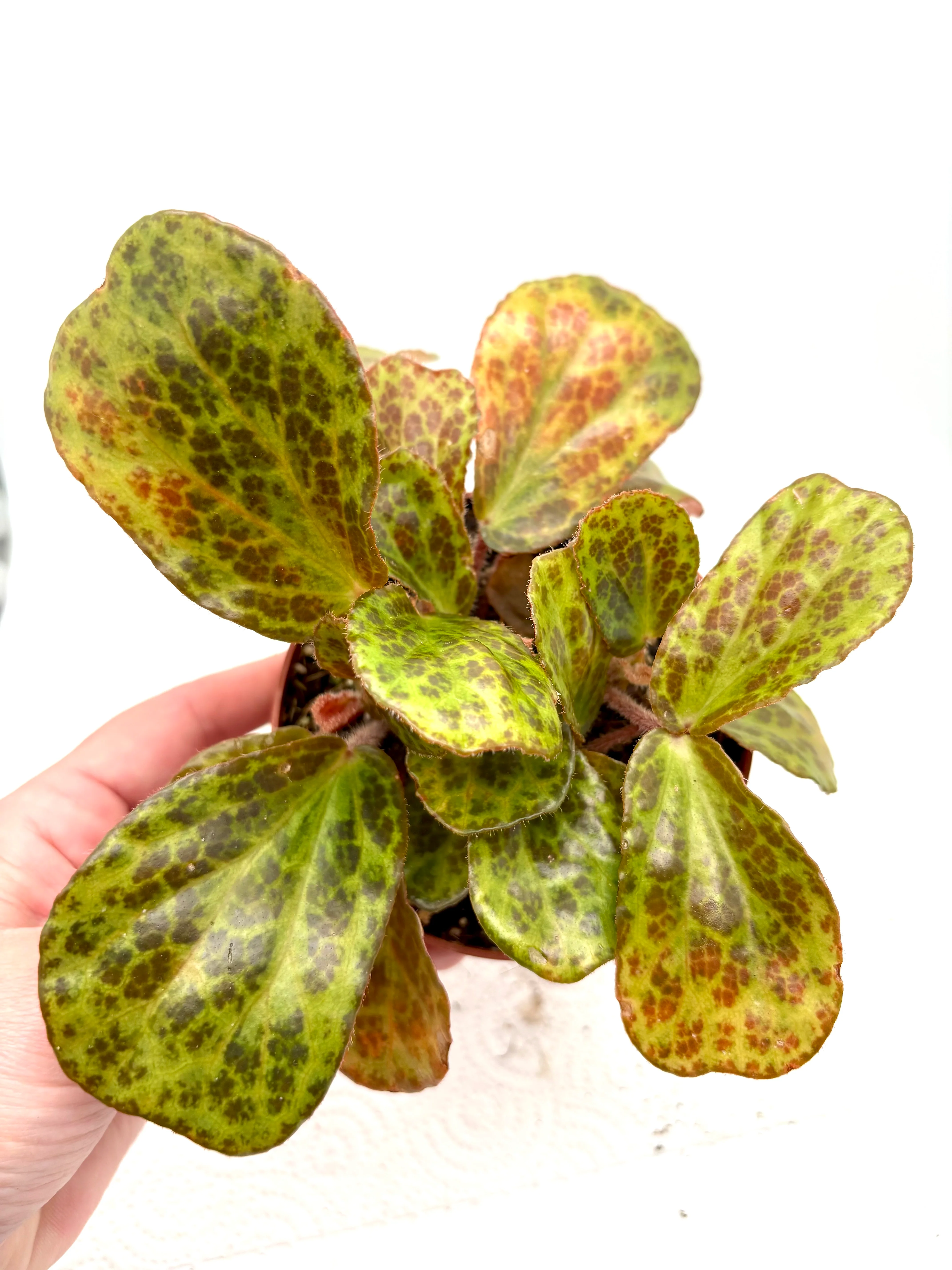 Begonia blancii Mottled