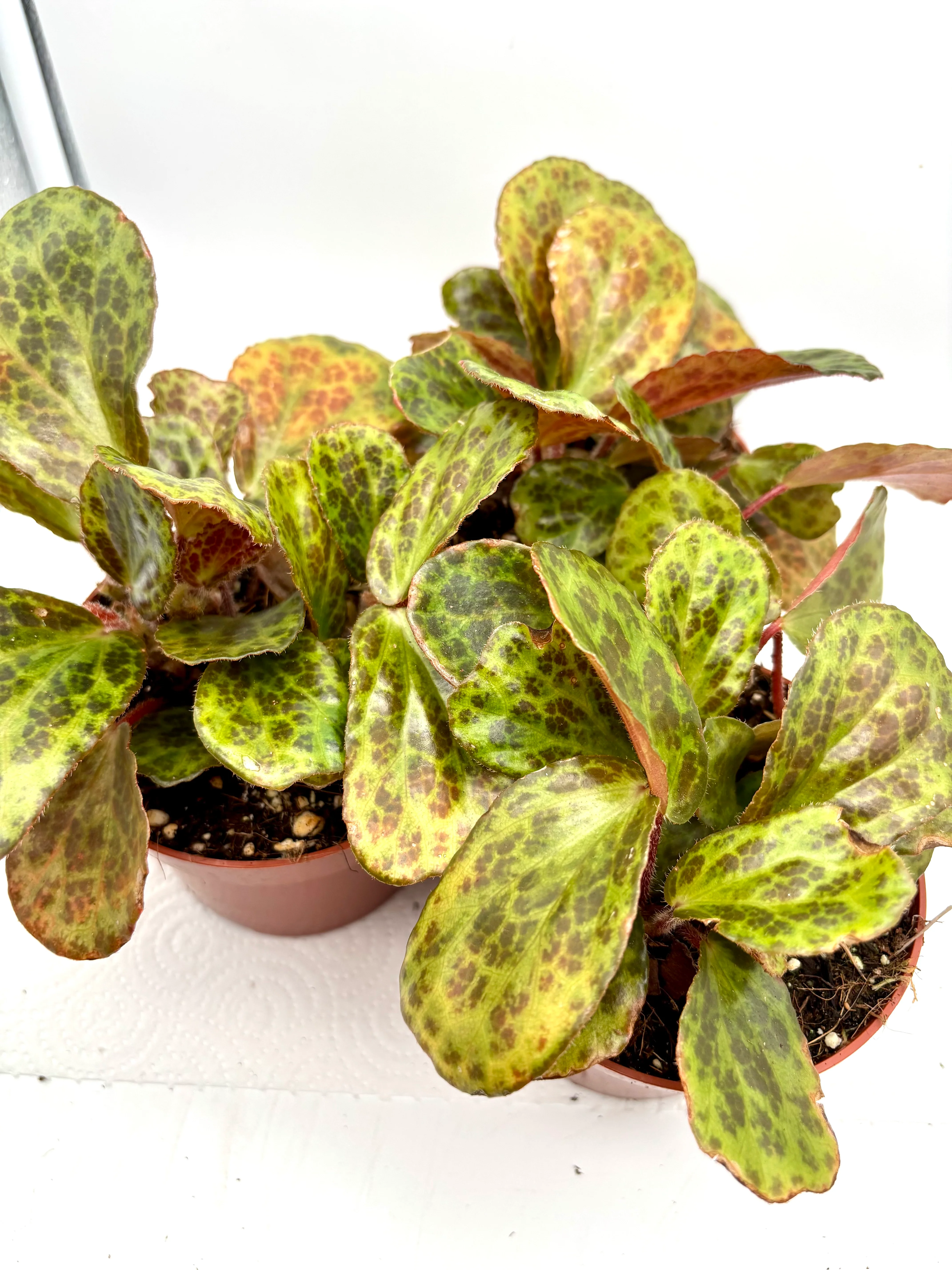Begonia blancii Mottled - Image 2