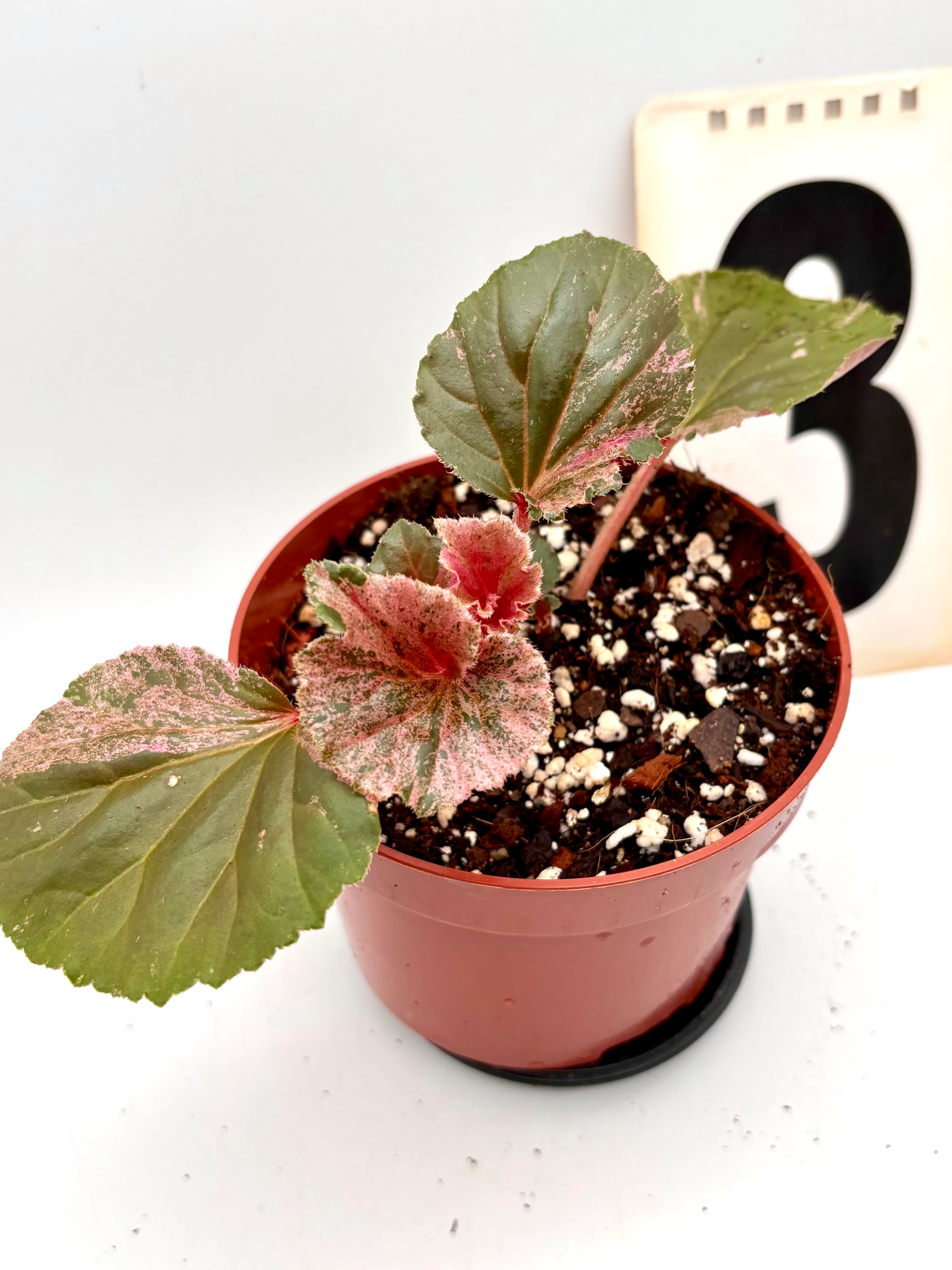 Begonia Cucullata Variegata - Image 3