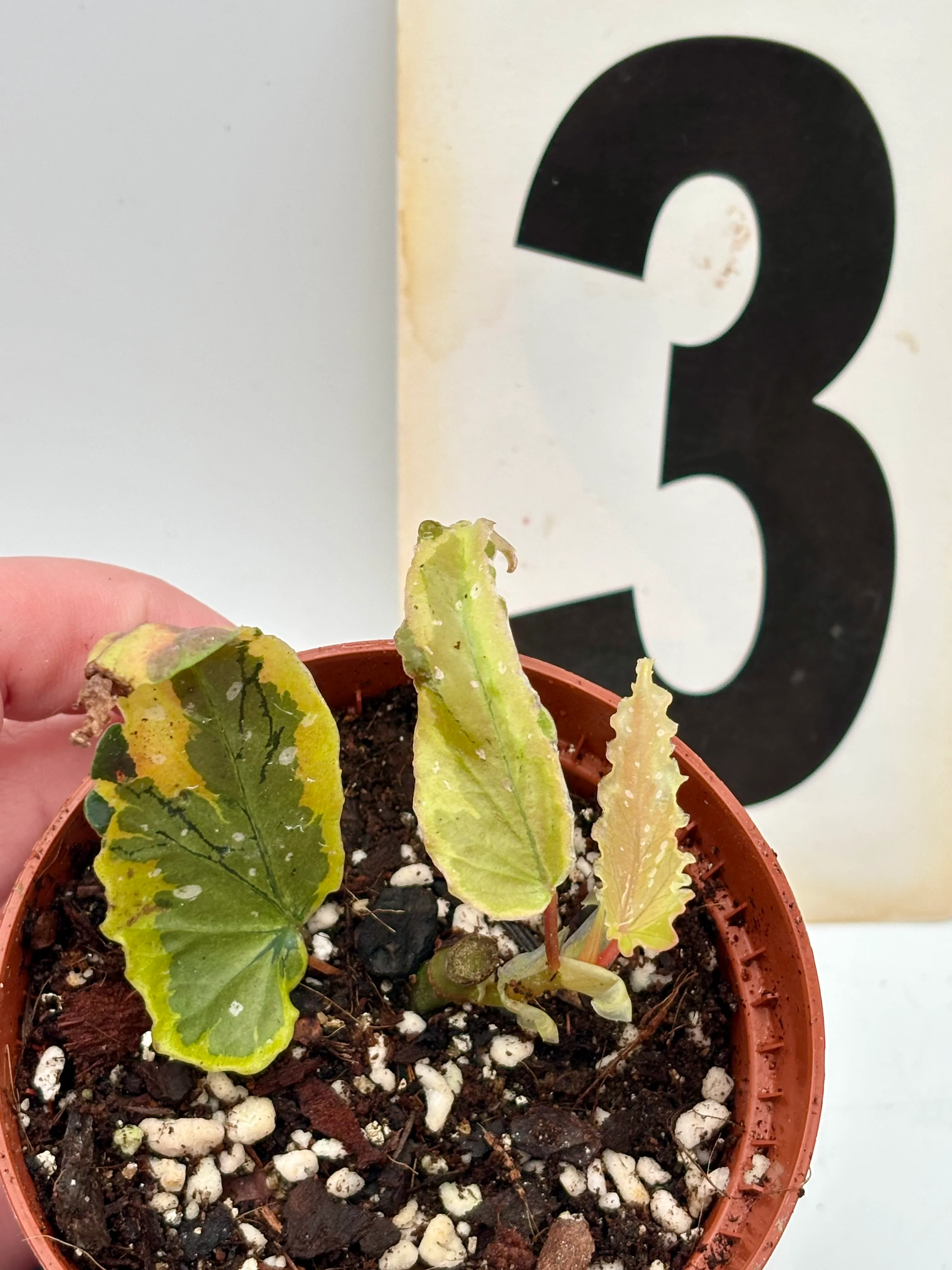 Begonia Dainty Spray Sport Variegata - Image 3