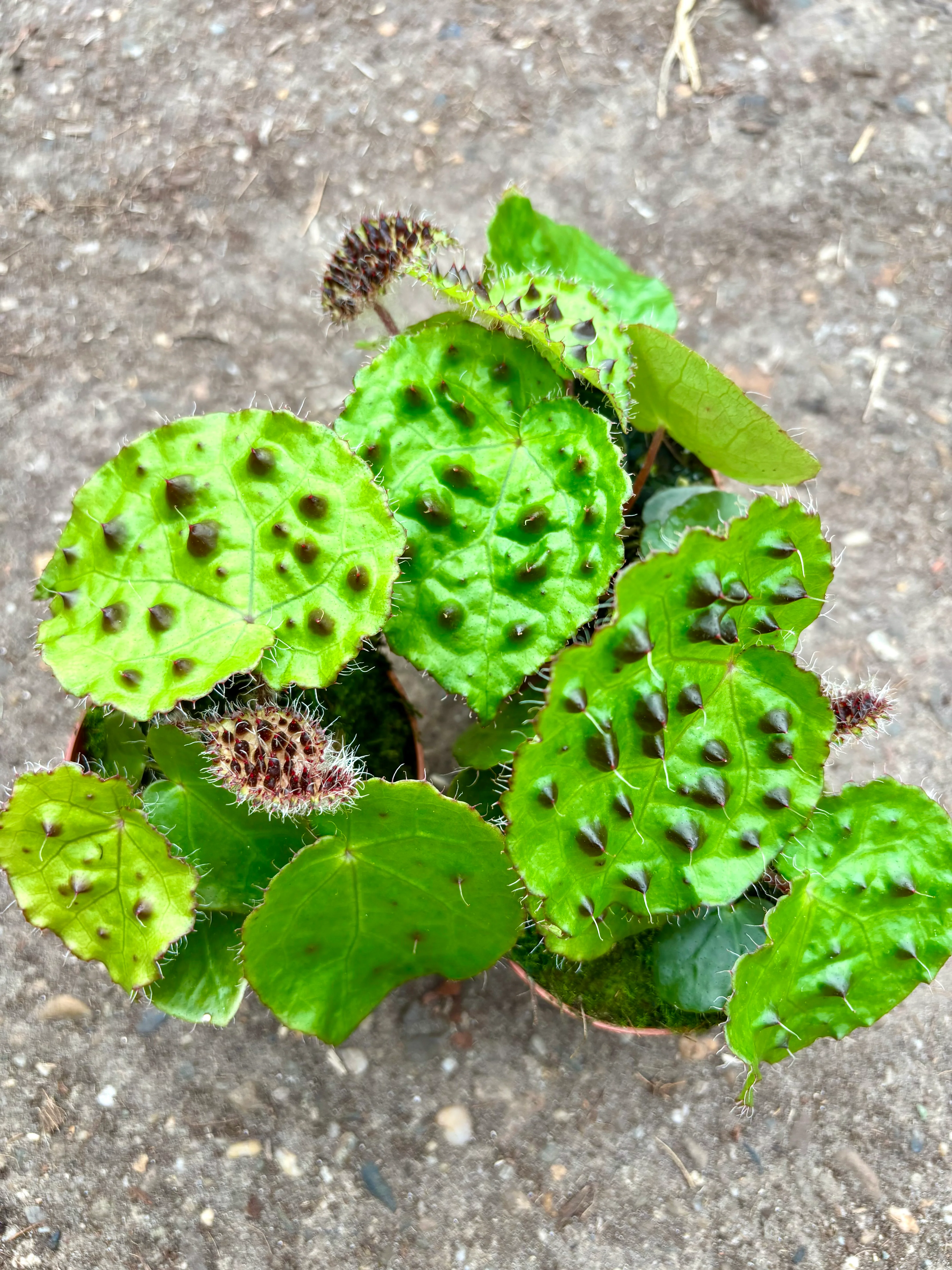 Begonia Ferox
