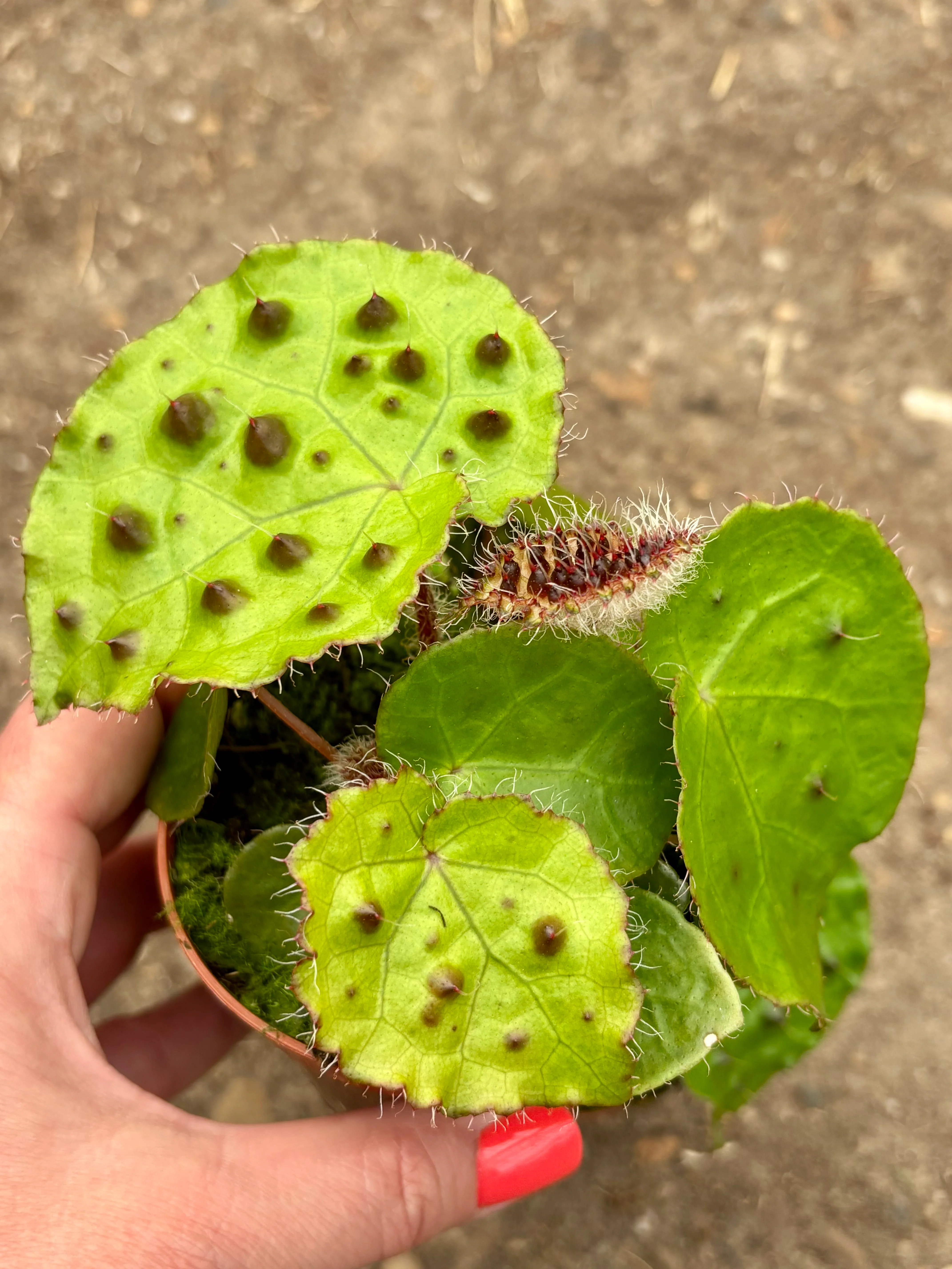 Begonia Ferox - Image 2