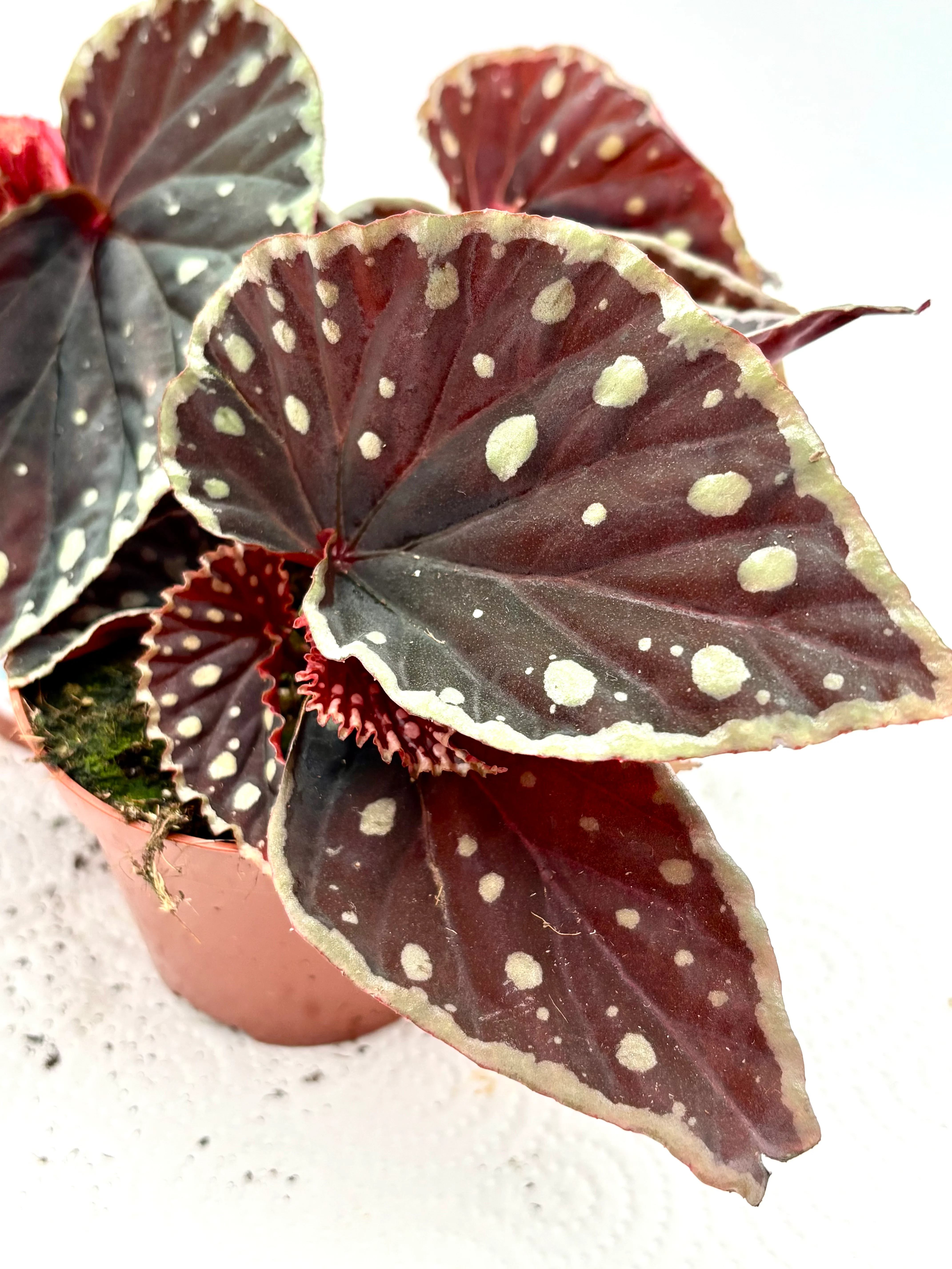 Begonia Firefly