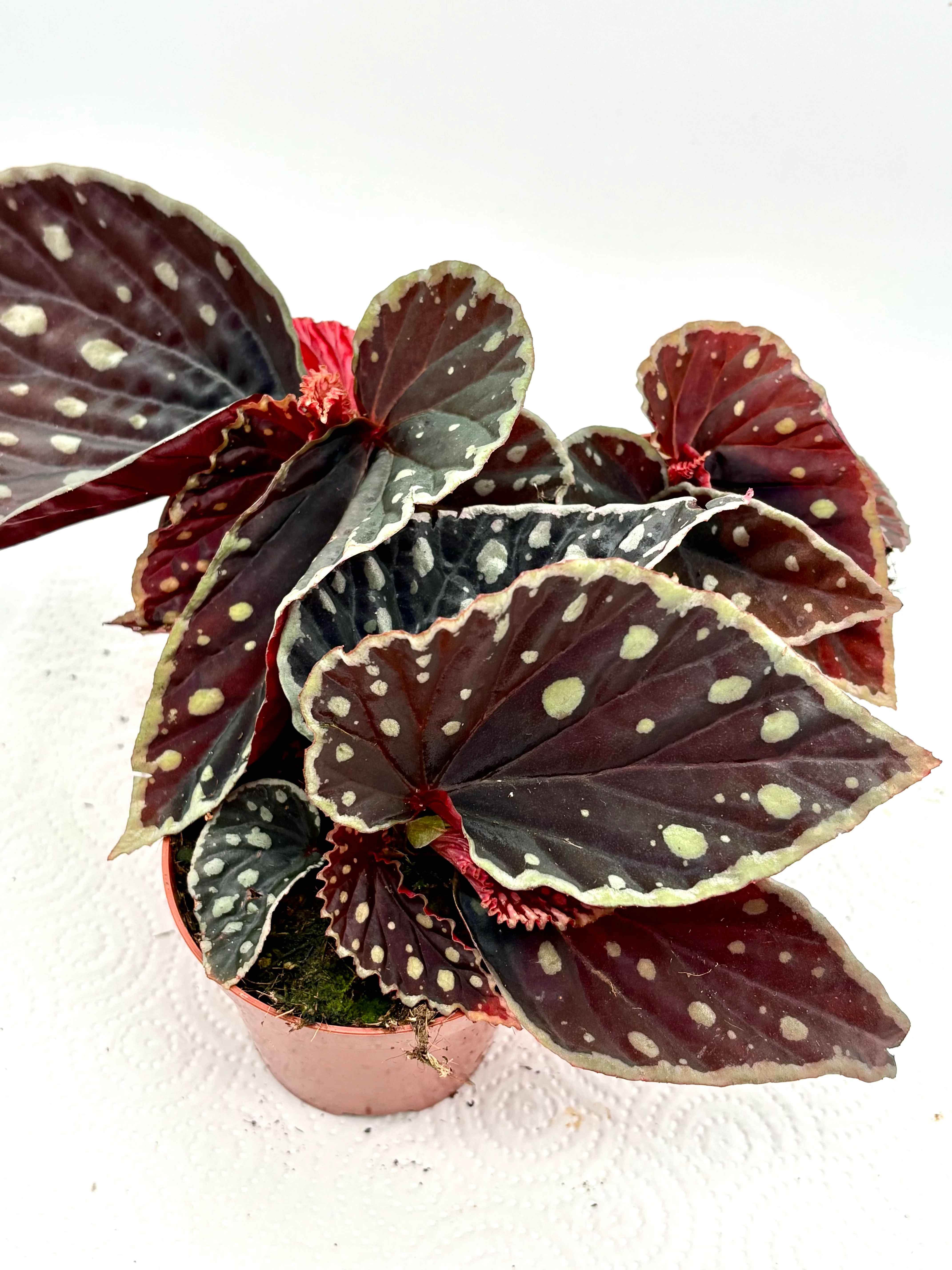 Begonia Firefly - Image 2