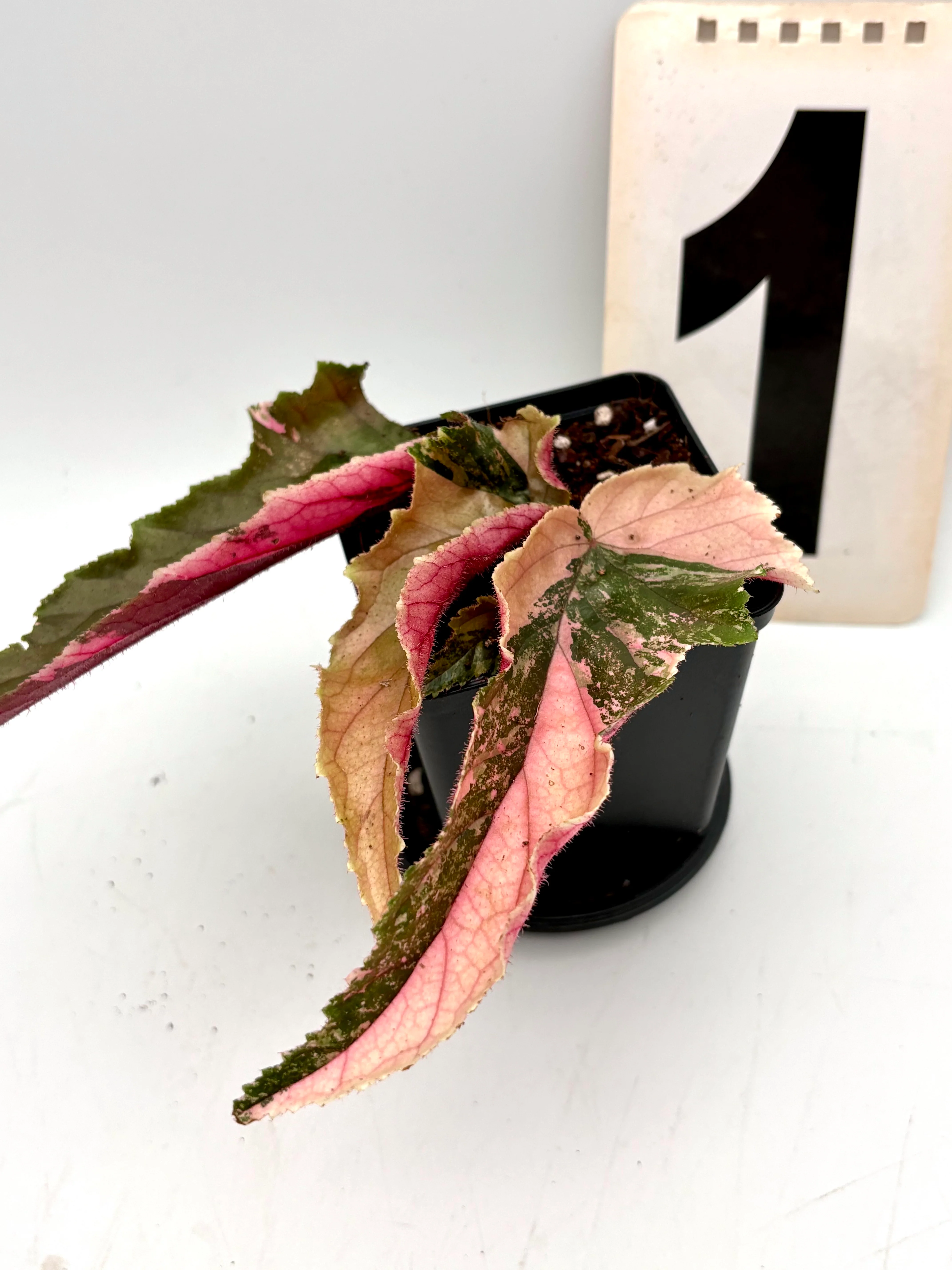 Begonia