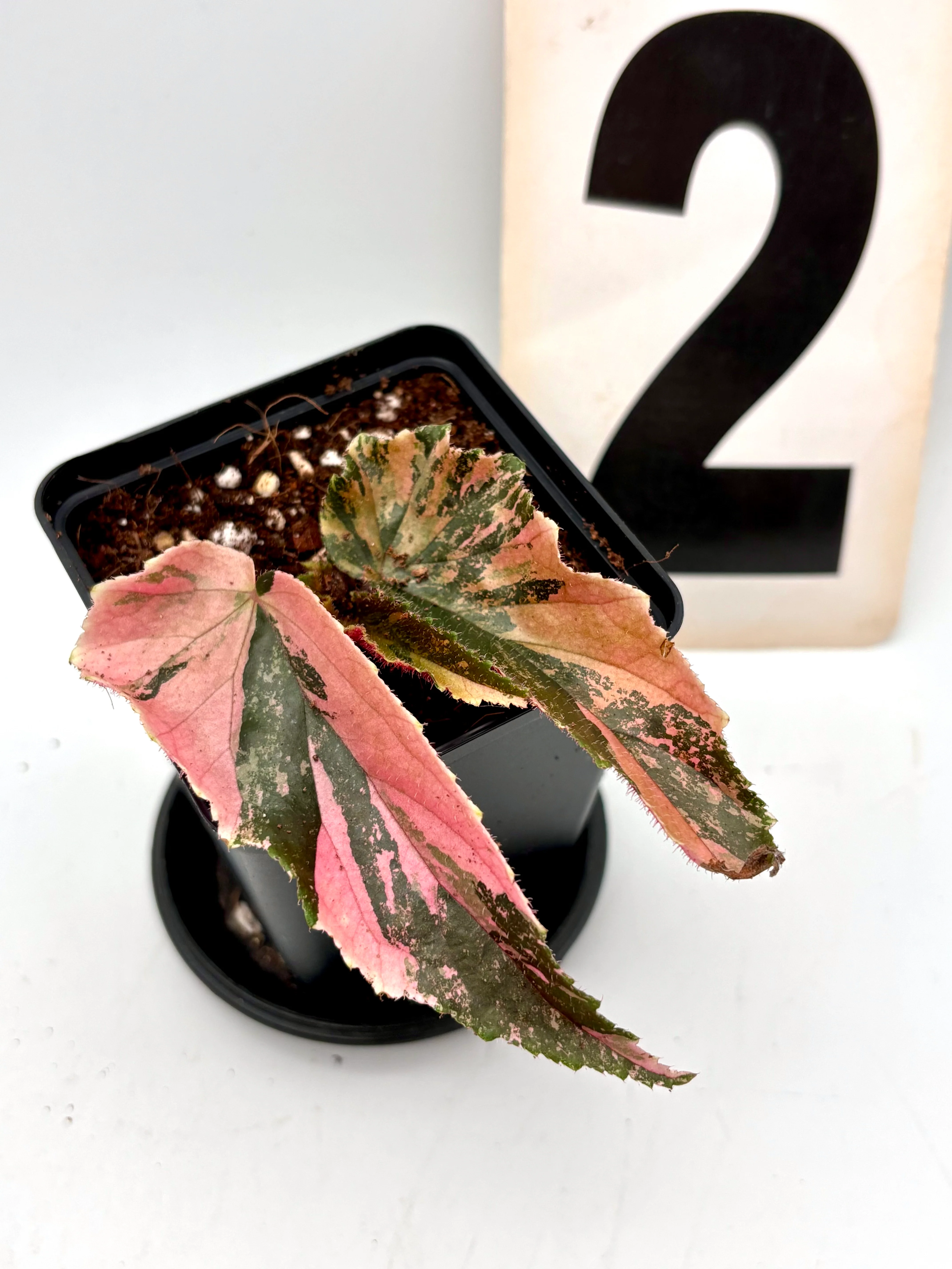 Begonia Ginny Galaxy Variegata - Image 2