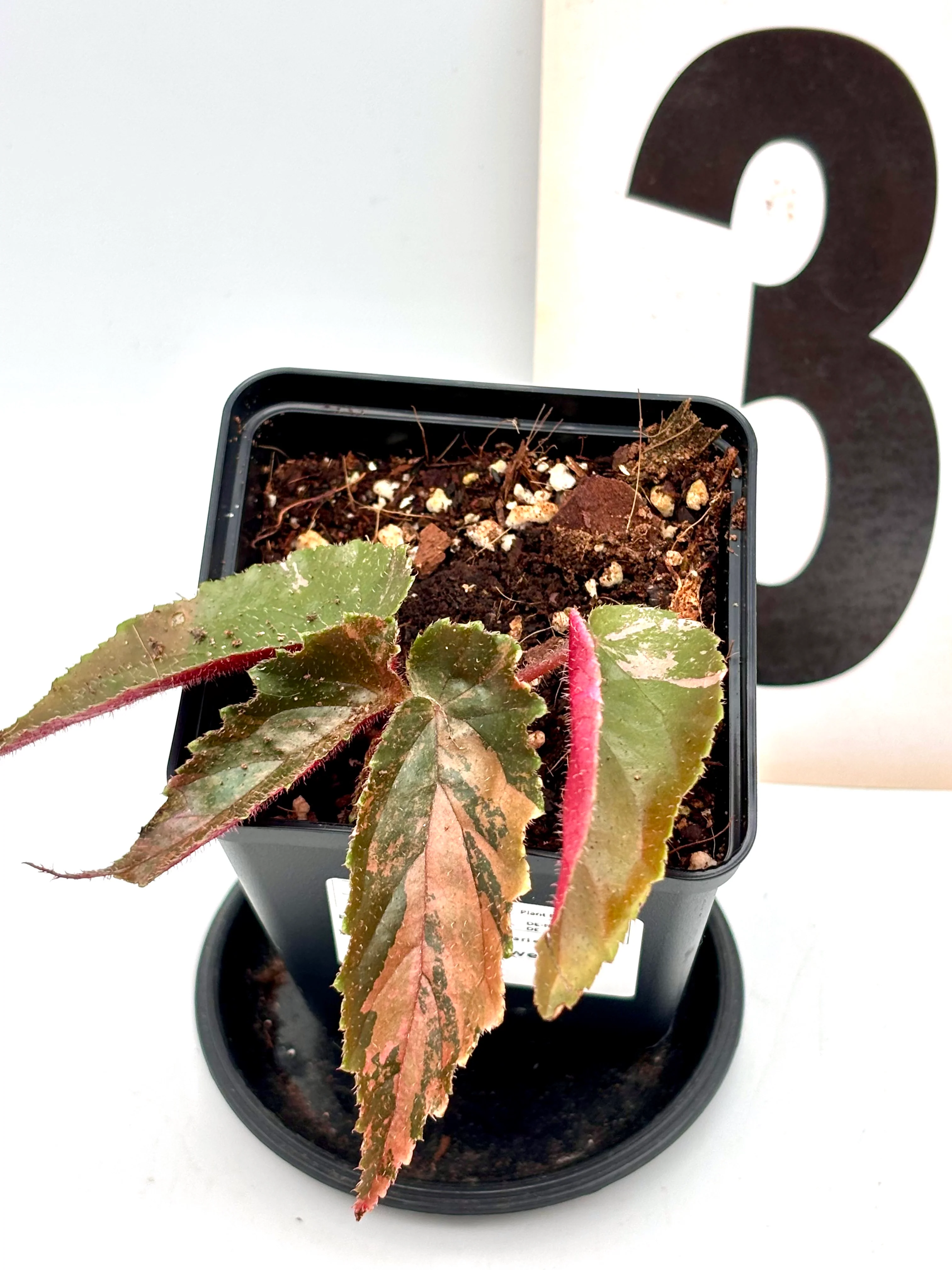 Begonia Ginny Galaxy Variegata - Image 3
