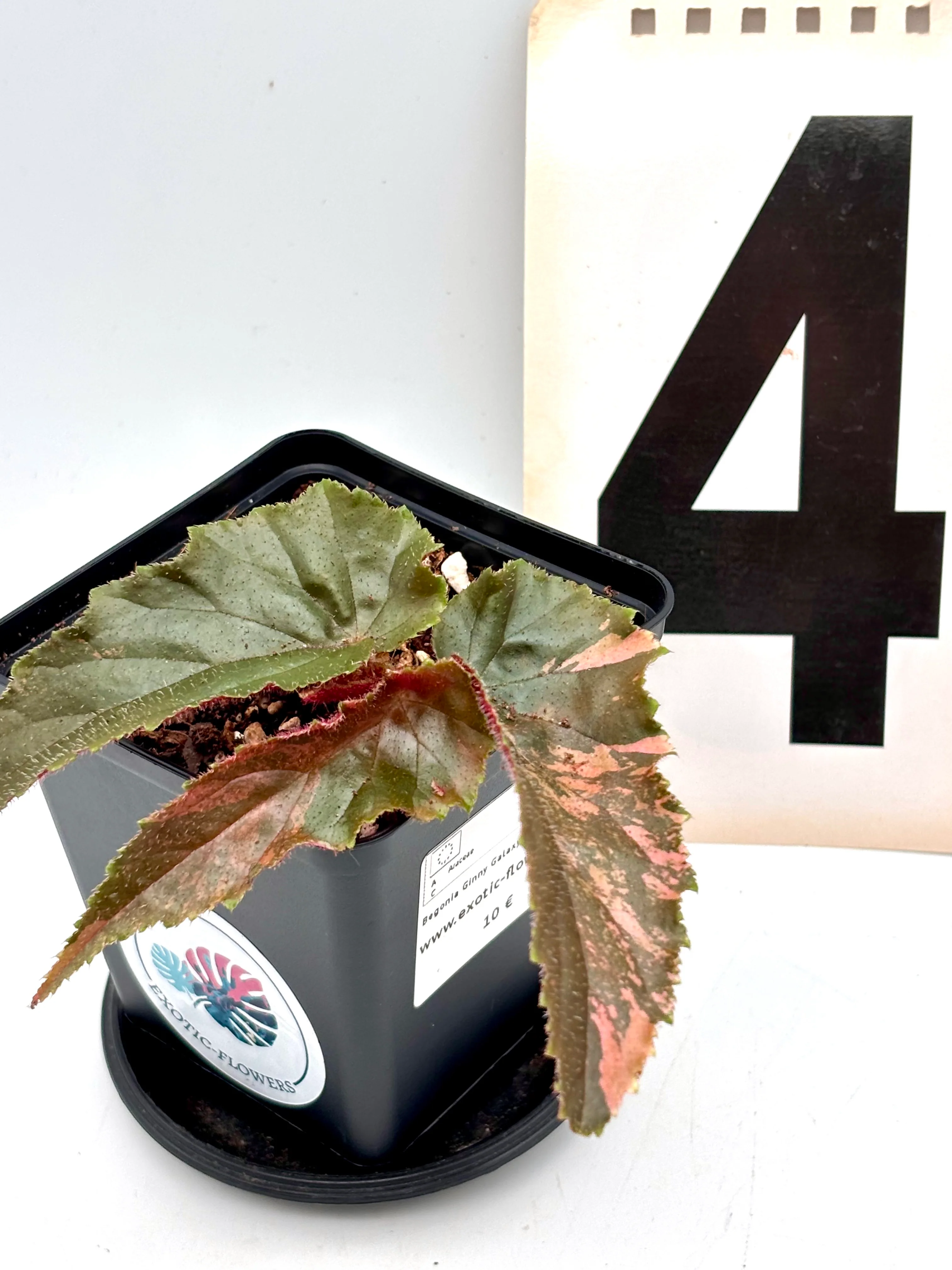 Begonia Ginny Galaxy Variegata - Image 4