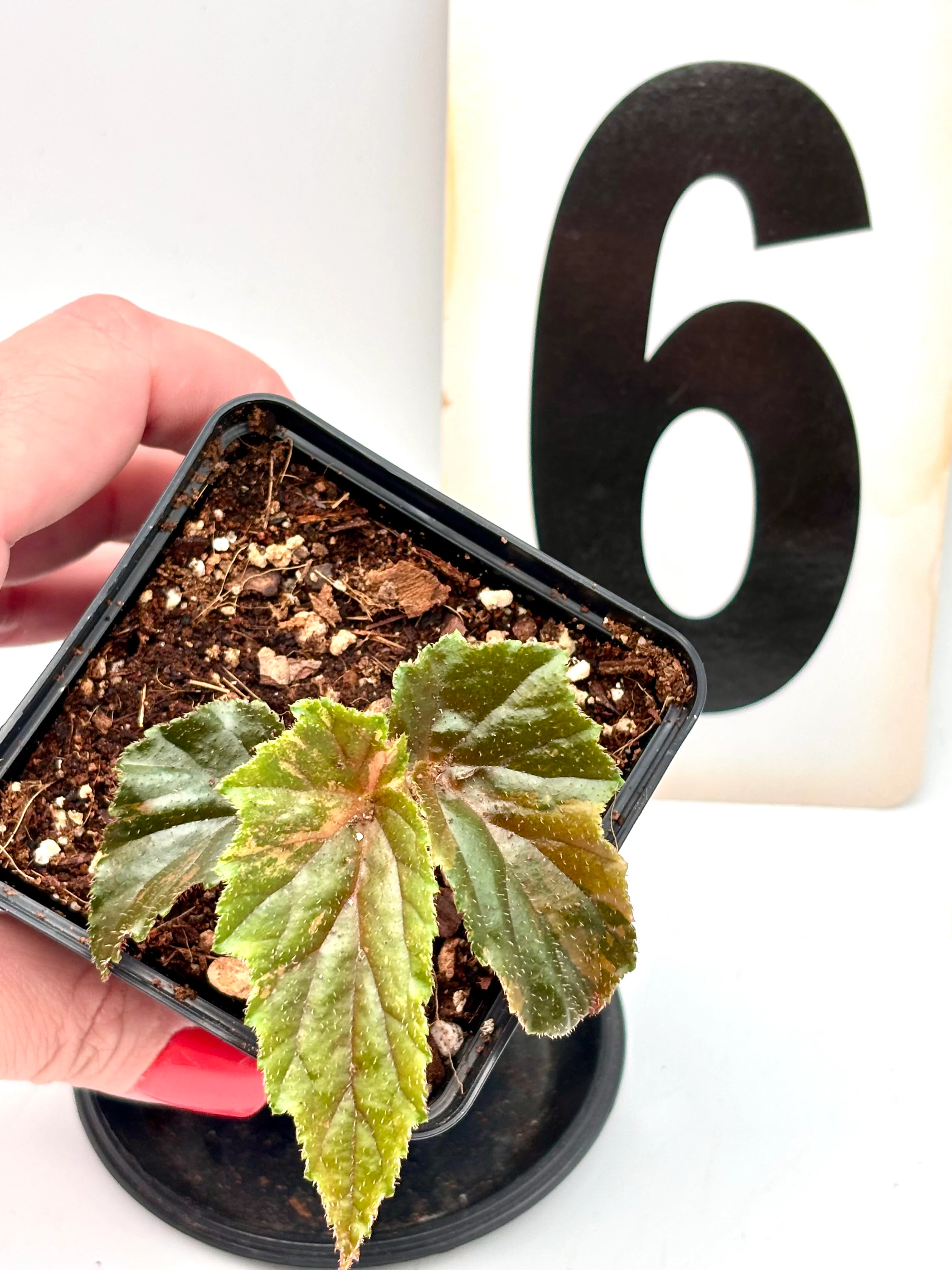 Begonia Ginny Galaxy Variegata - Image 6