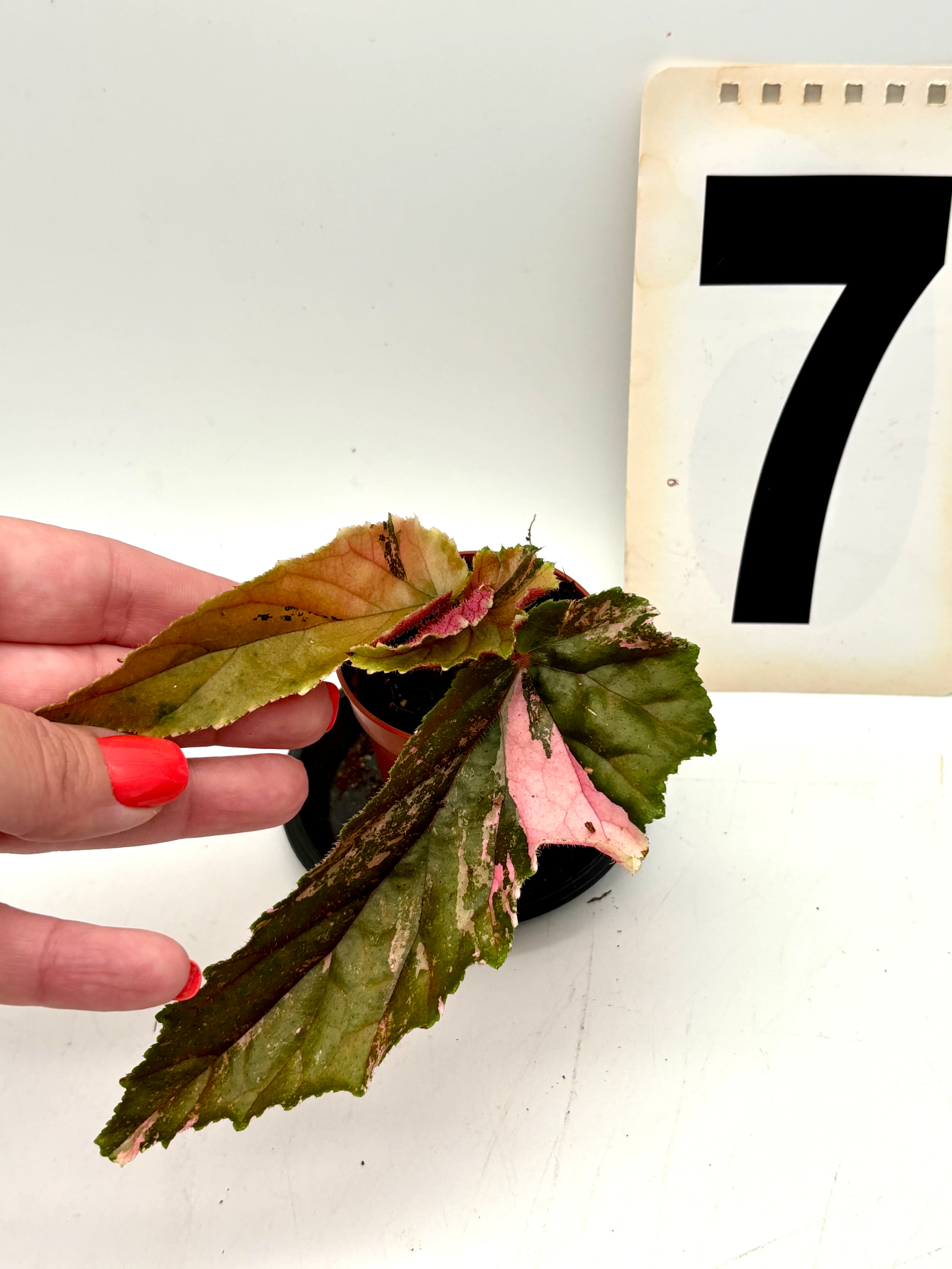 Begonia Ginny Galaxy Variegata - Image 7