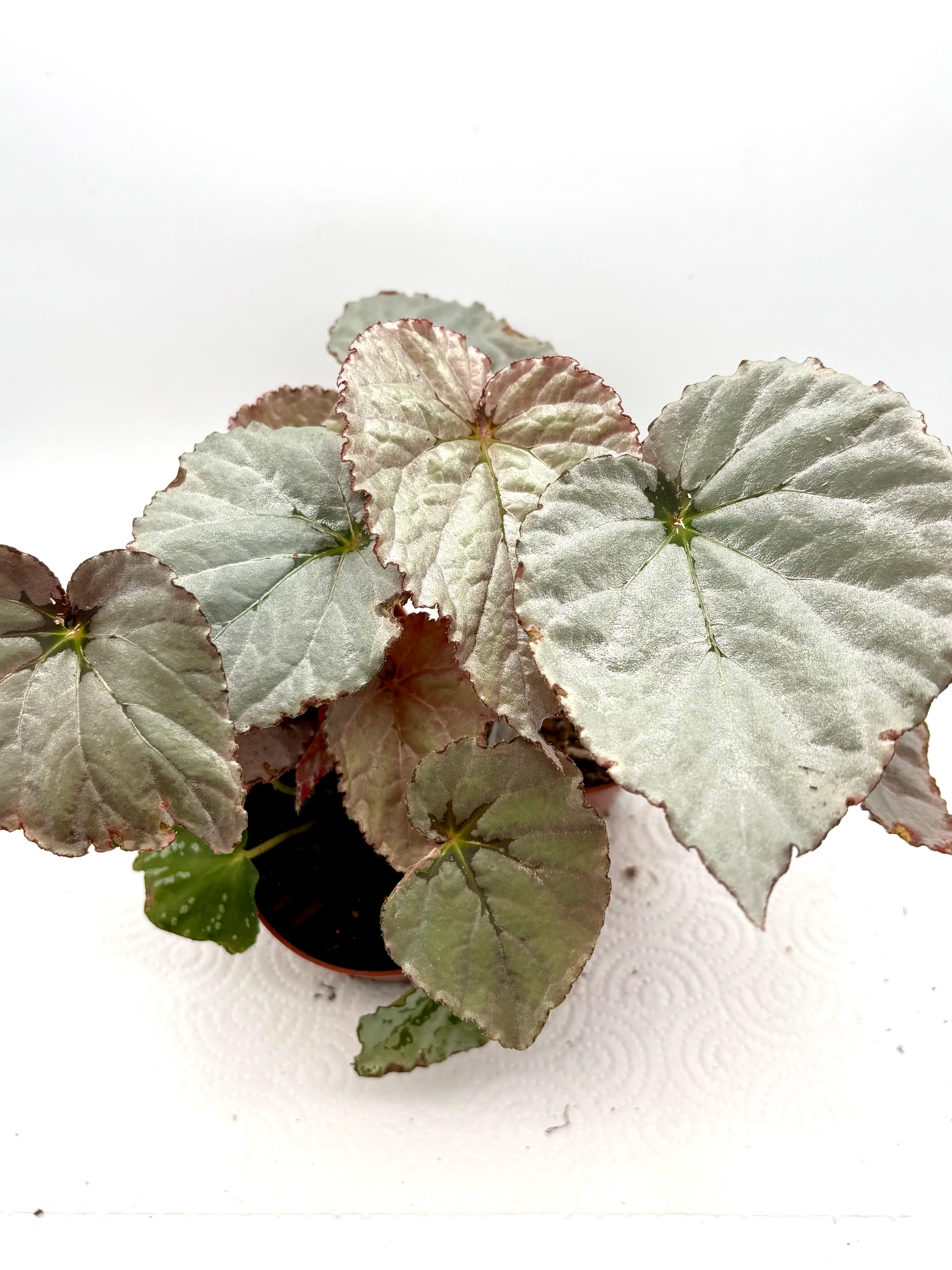 Begonia Grey Earl