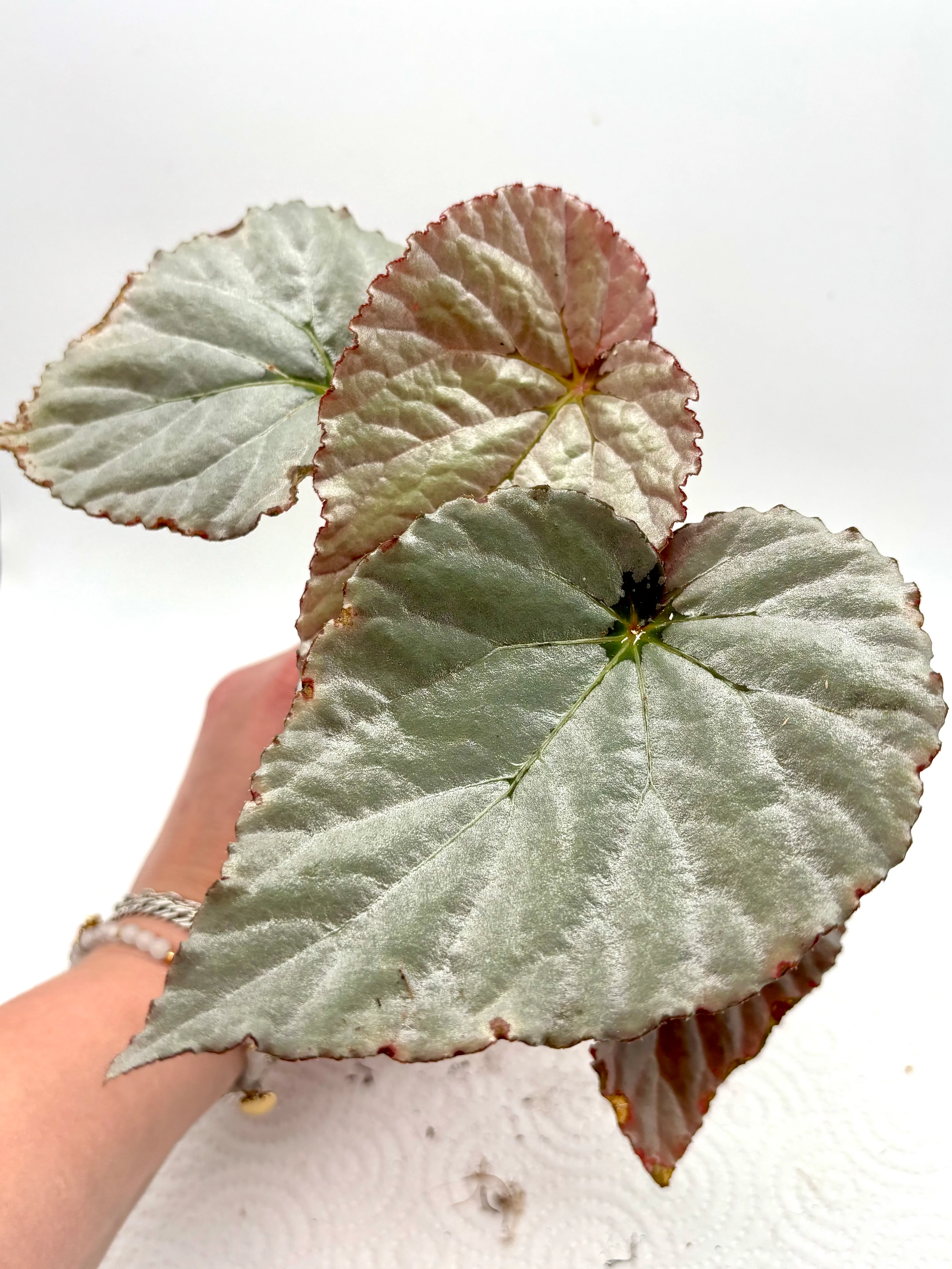 Begonia Grey Earl - Image 2
