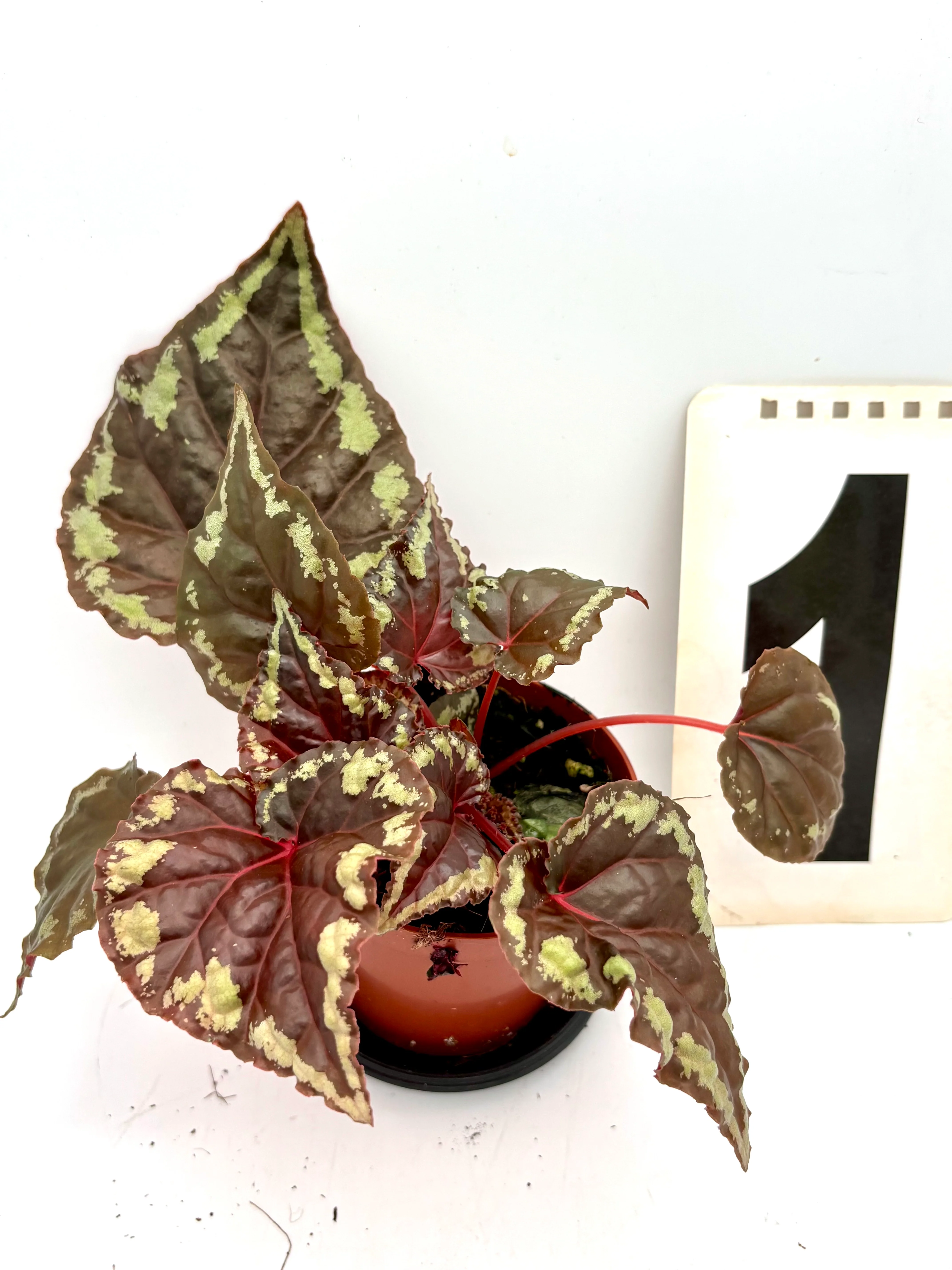 Begonia Ignita